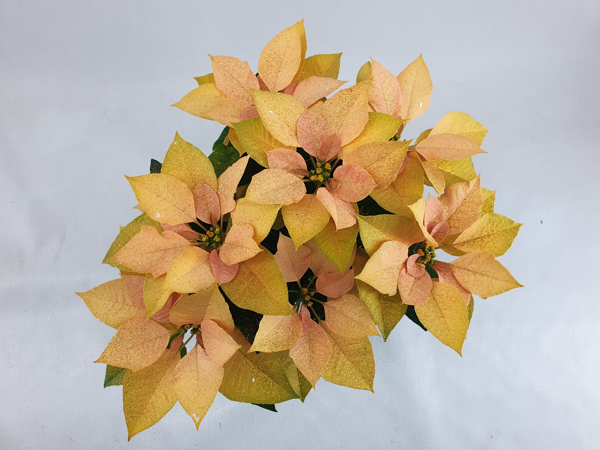 Poin Autumn Leaves pot 13 cm + goudglitter (Euphorbia), D 13 cm