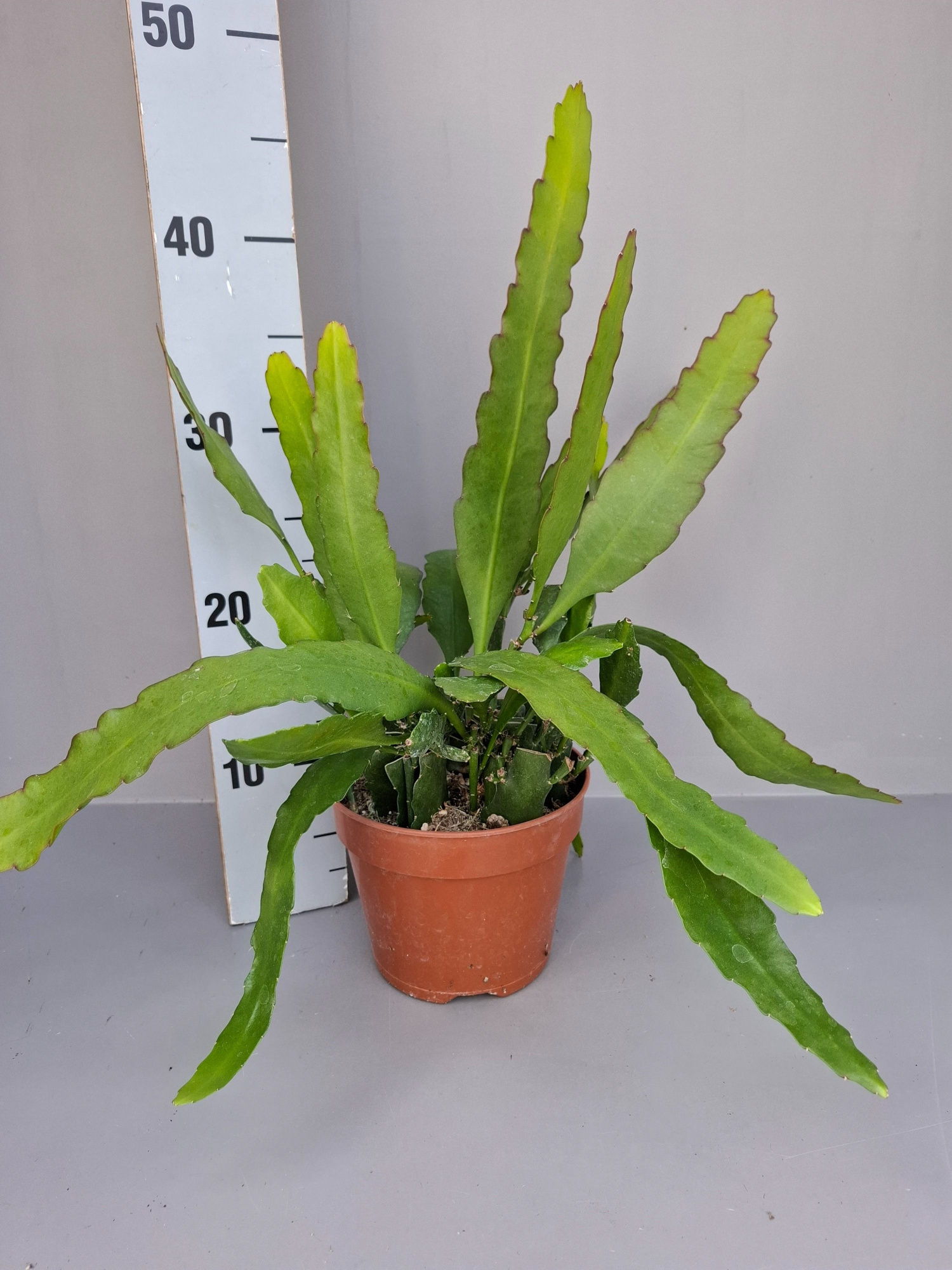 Epiphyllum Fruhlings Gold, D 15