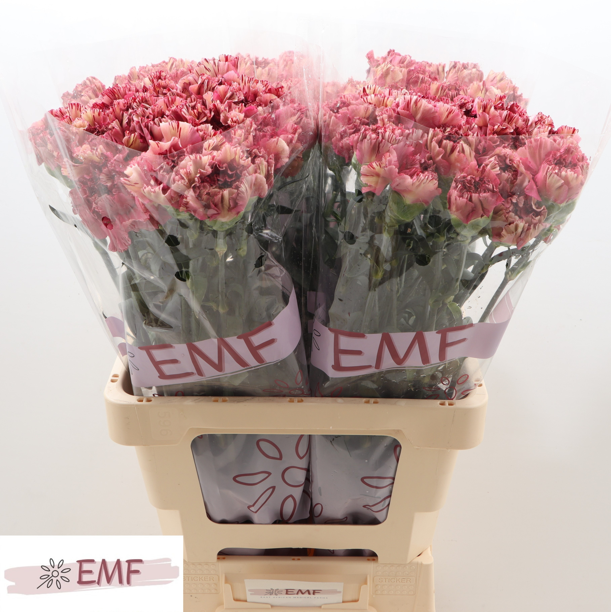 Диантус од. Вайпер Вайн, шт.