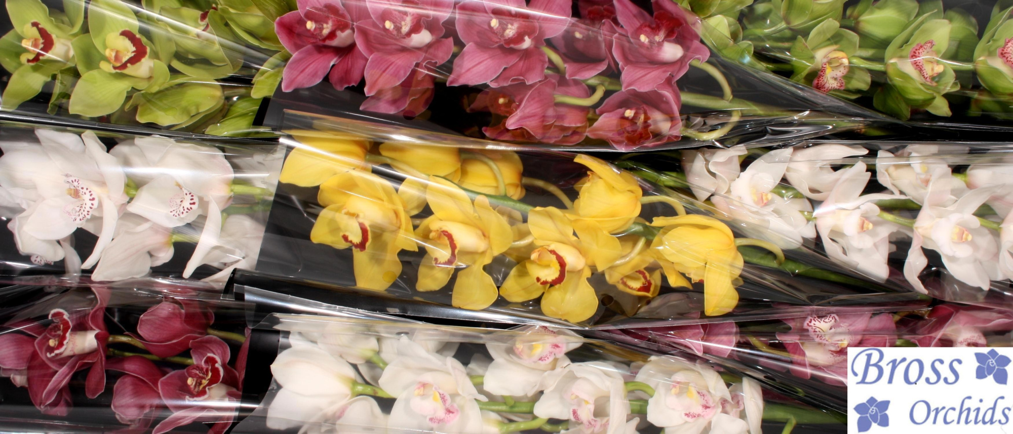 Цимбидиум Микс x9 60, шт.