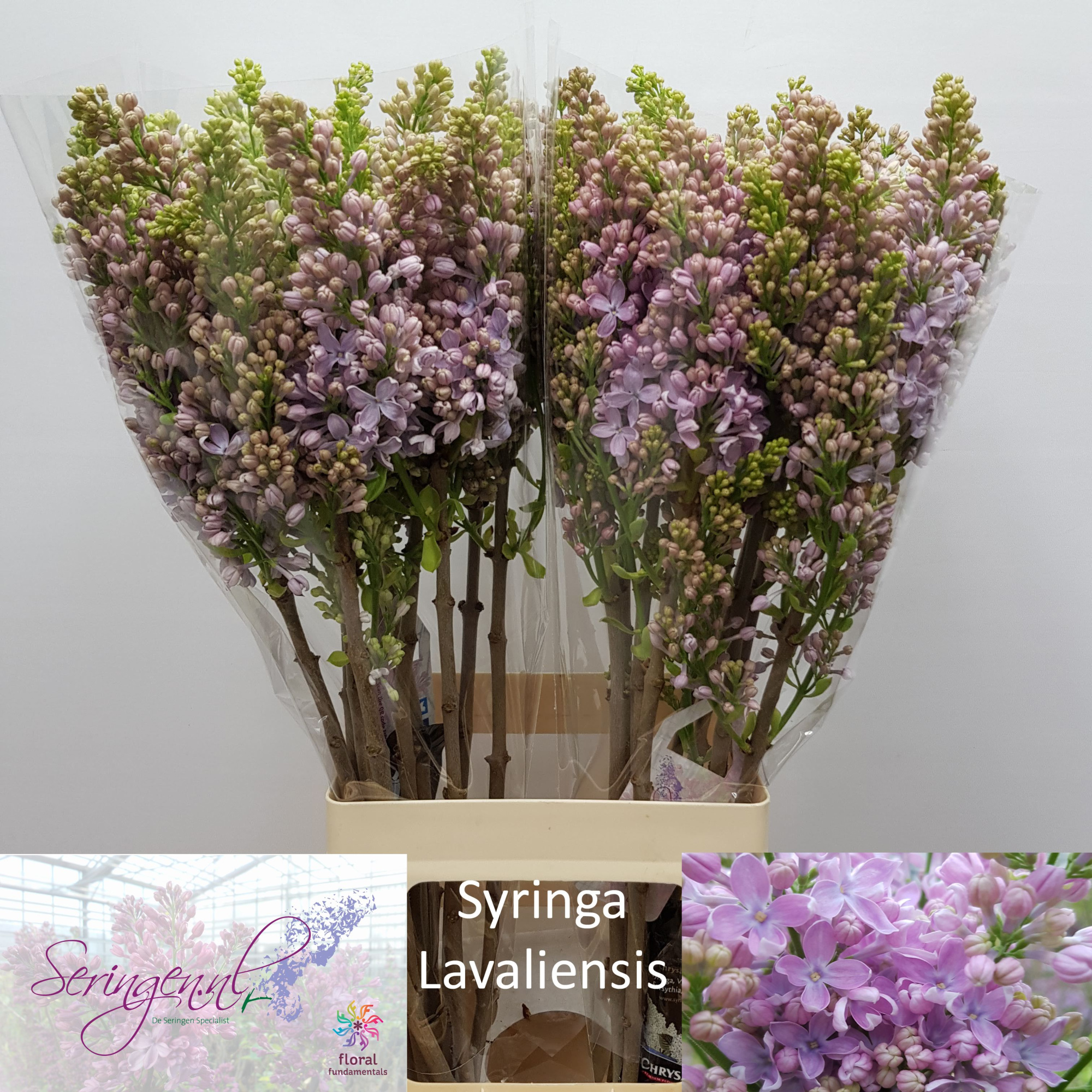 Сирень Лавалиенсис 70 (роз.), шт.