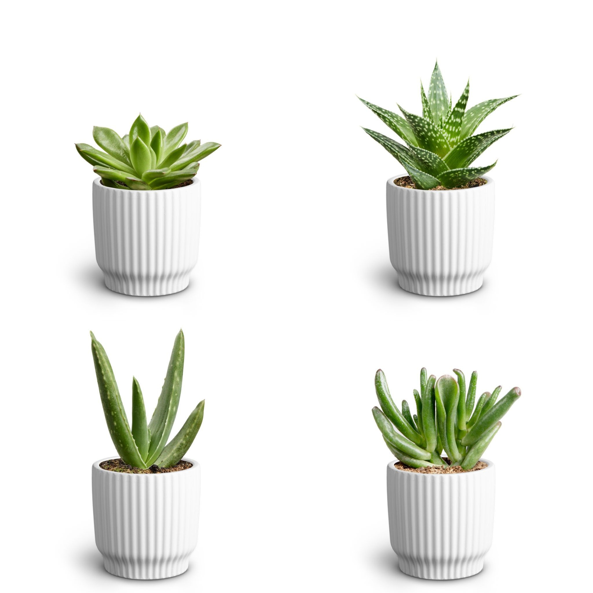 Nordic White, Succulent Collection, D 7 cm