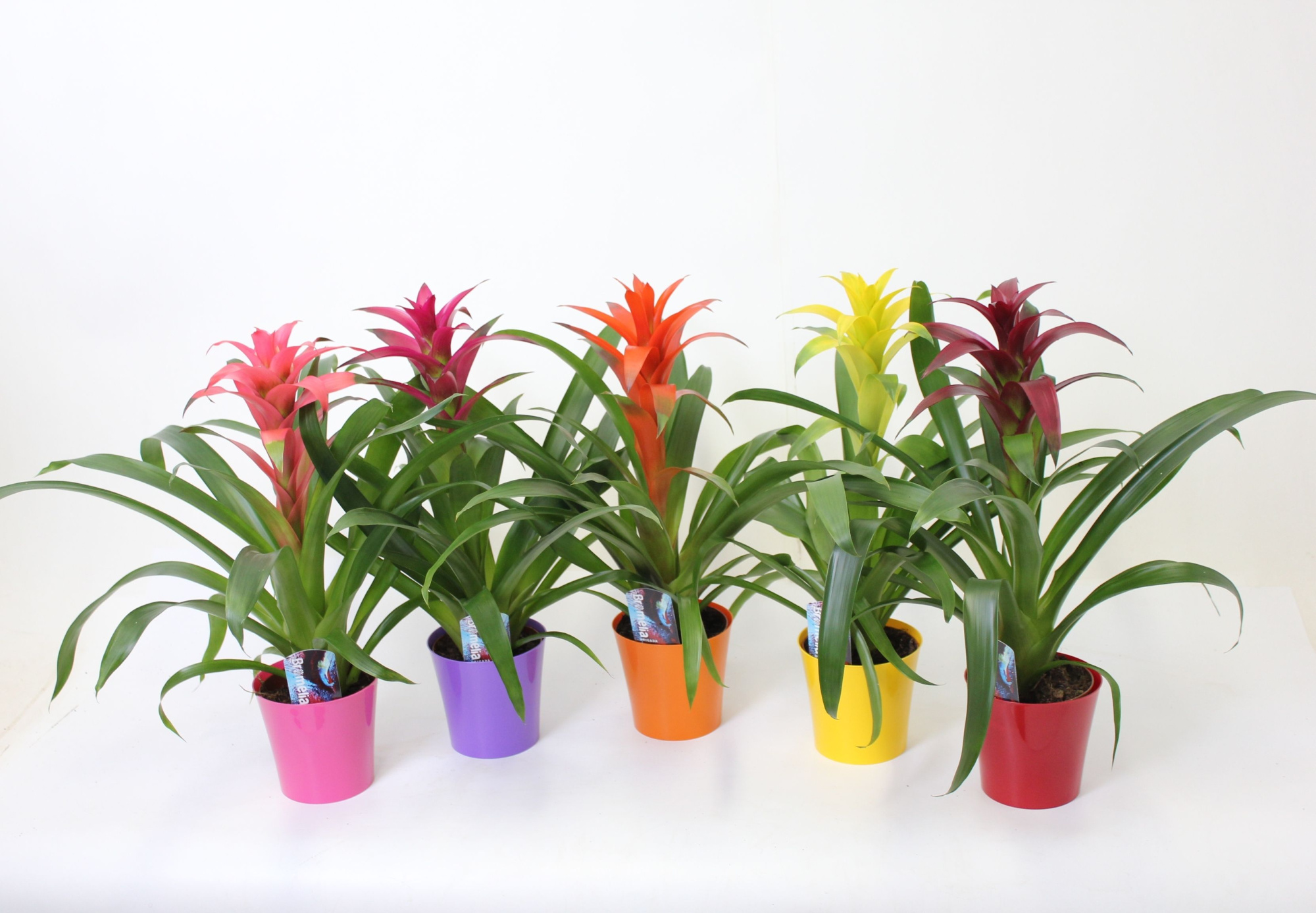 Guzmania Mix Plastic Fantastic, D 13