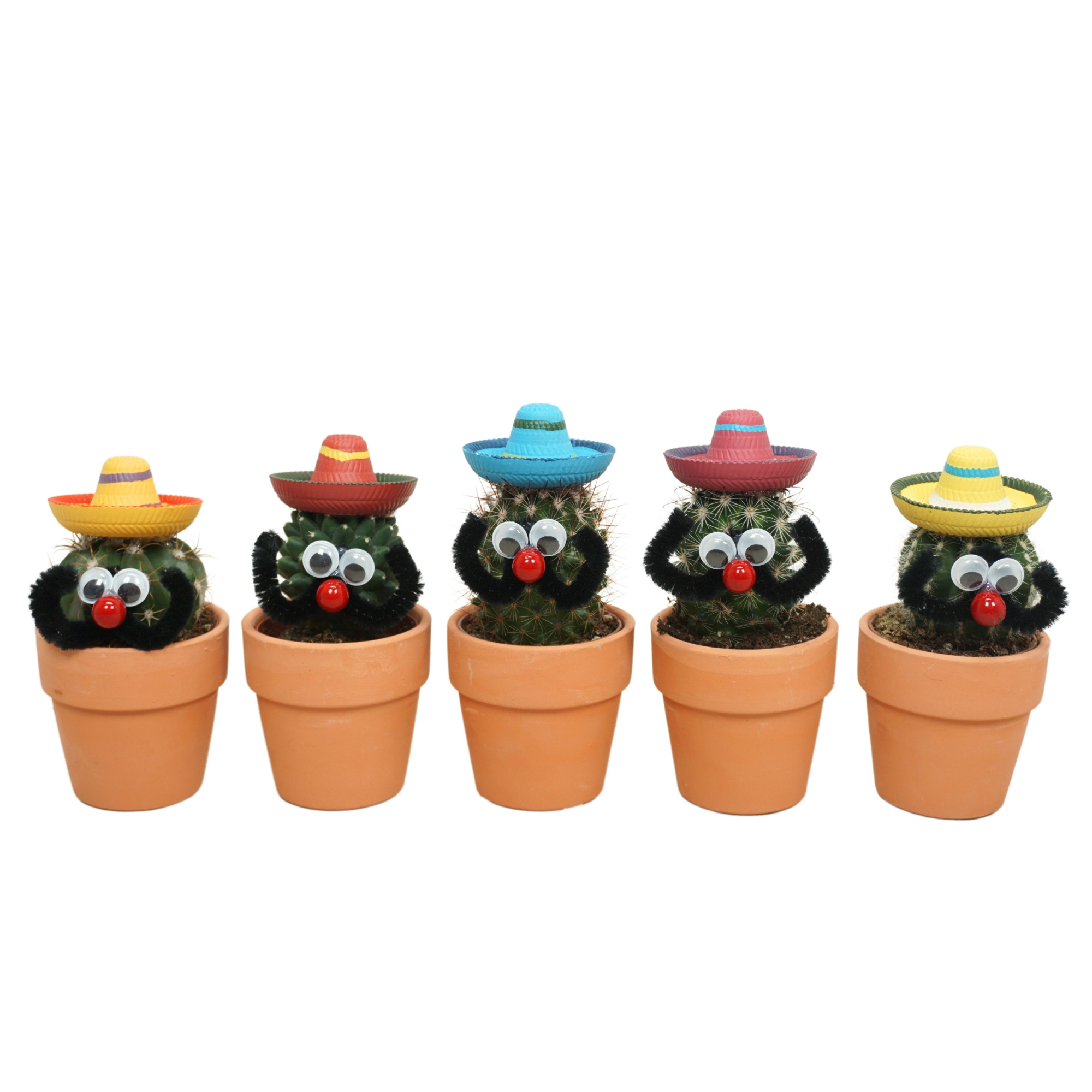 Cactus Mexicaan in 6 cm 'Terracotta Kraagpotje', D 5,5 cm