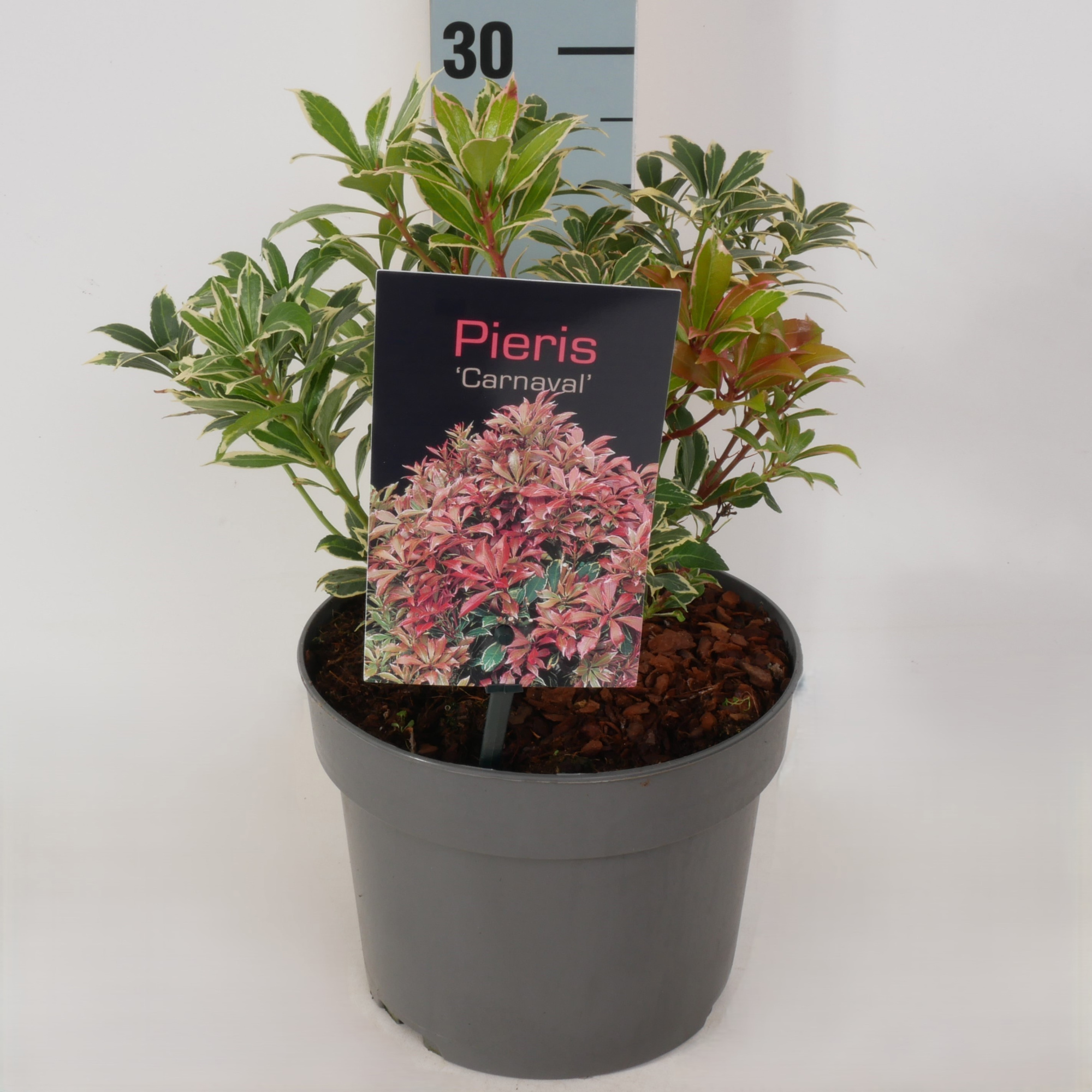 Pieris jap. 'Carnaval' P17, D 17