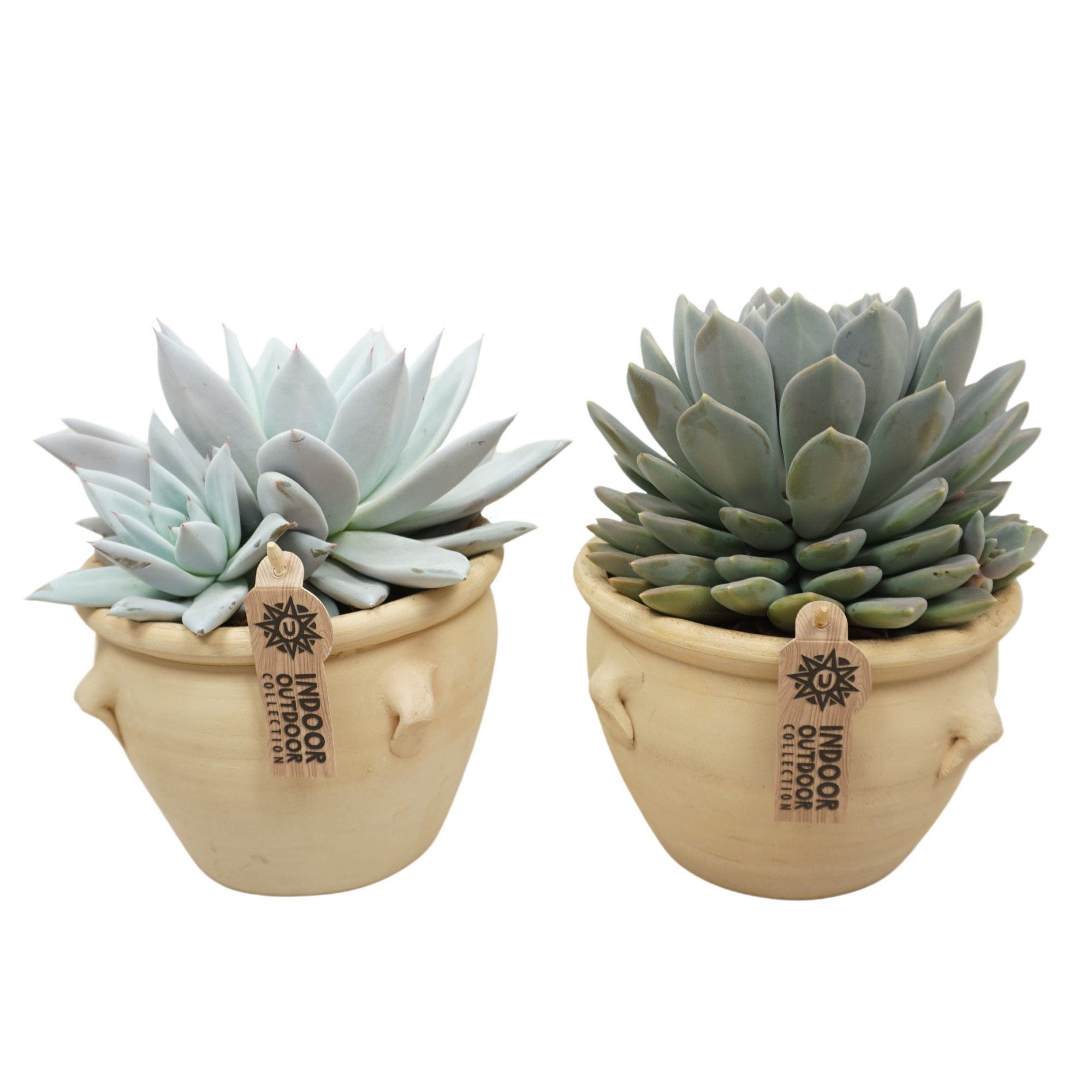 Echeveria mix in 18 cm 'Kruik La Vica', D 17 cm