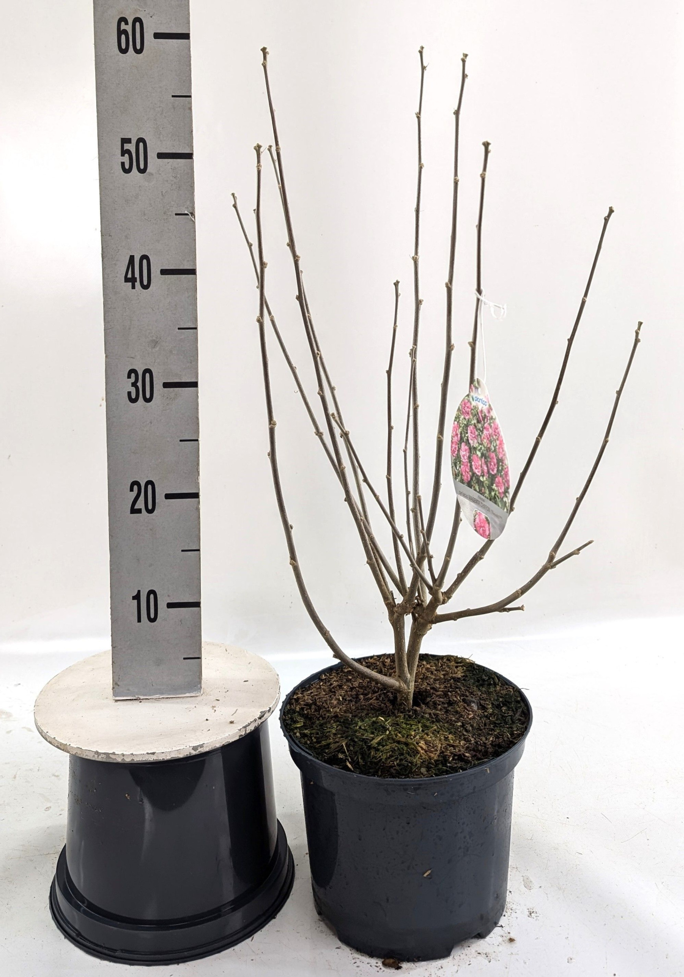 Hibiscus syr. 'Magenta Chiffon' -R-, D 23