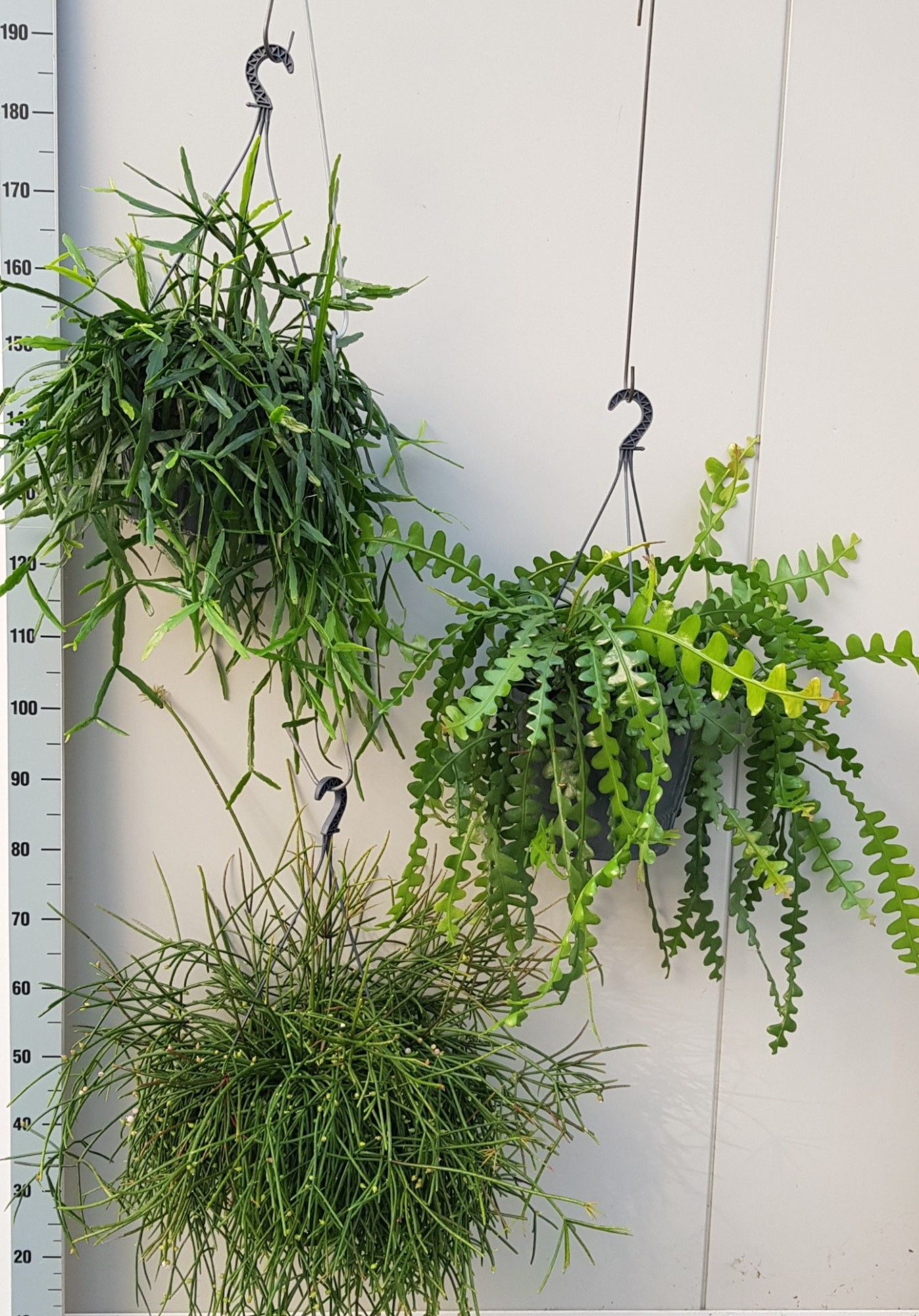 Rhipsalis Gemengd 25cm, D 25 cm