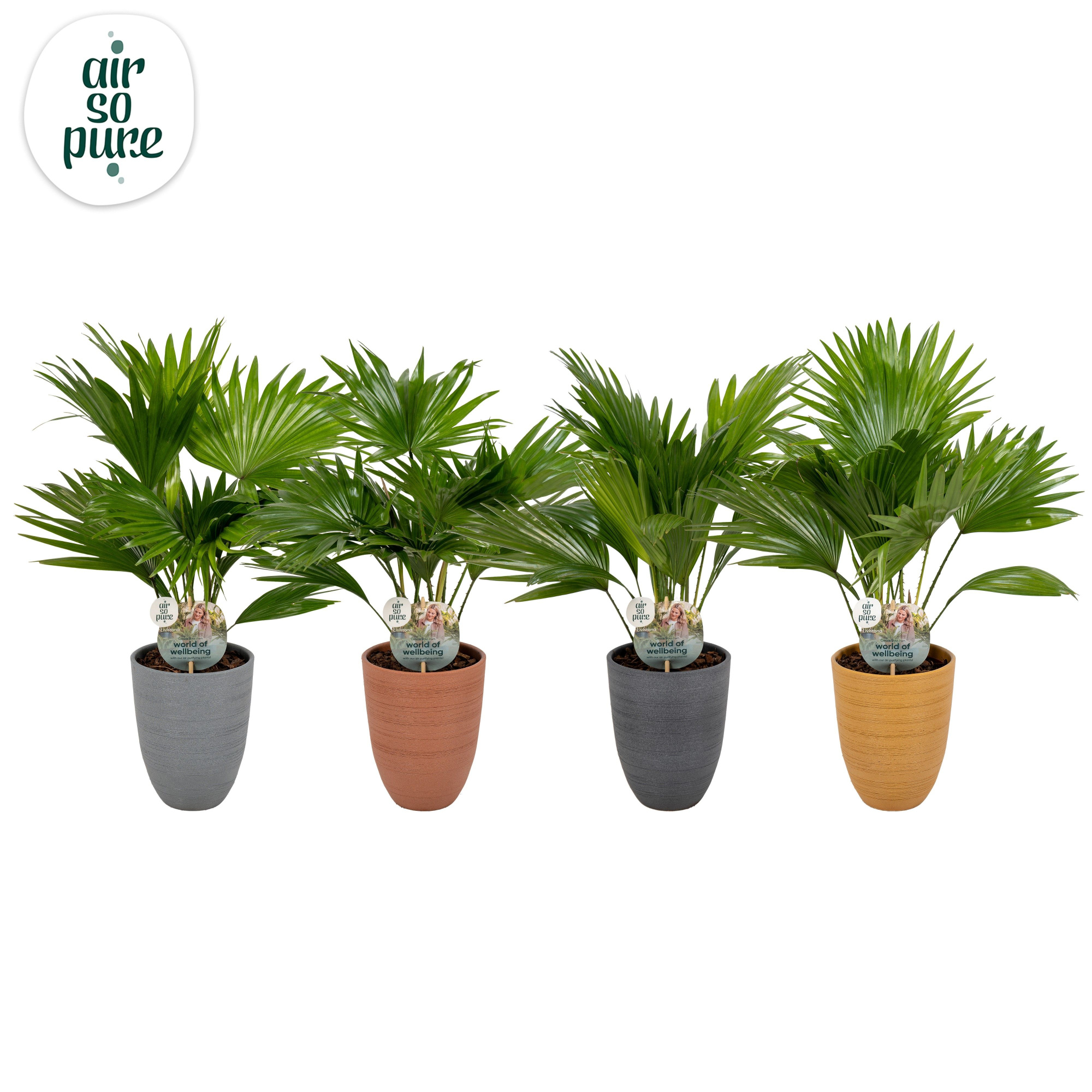 Livistona 830 mix potkleuren Aspd Air So Pure, D 14 cm