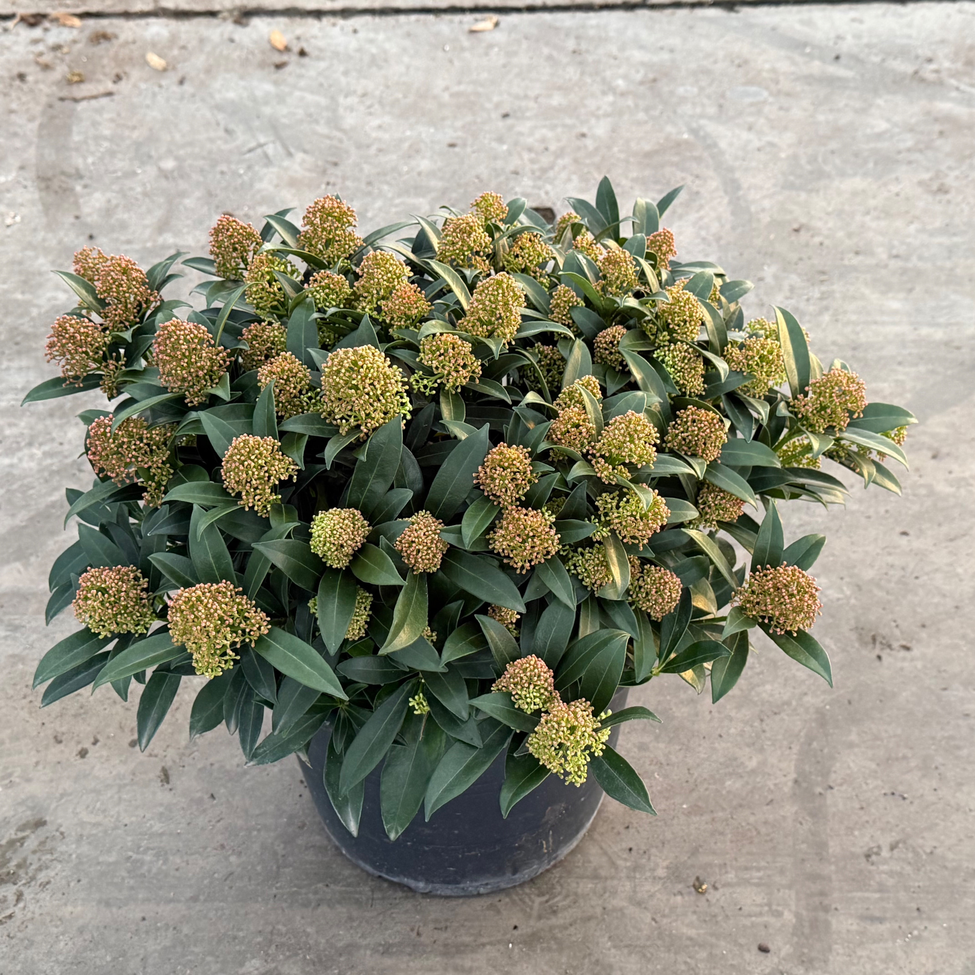 Skimmia japonica Godrie's Dwarf Marlot P.31, D 31