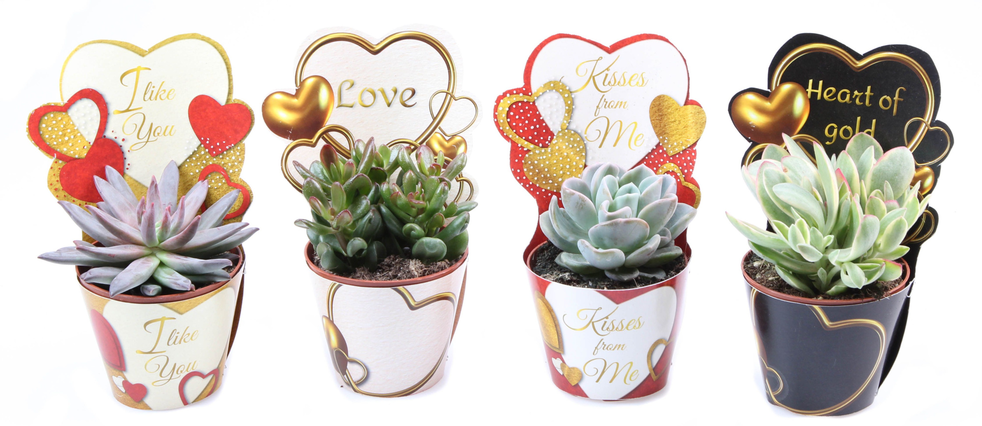 Potcover love mix succulent mix, D 8,5 cm