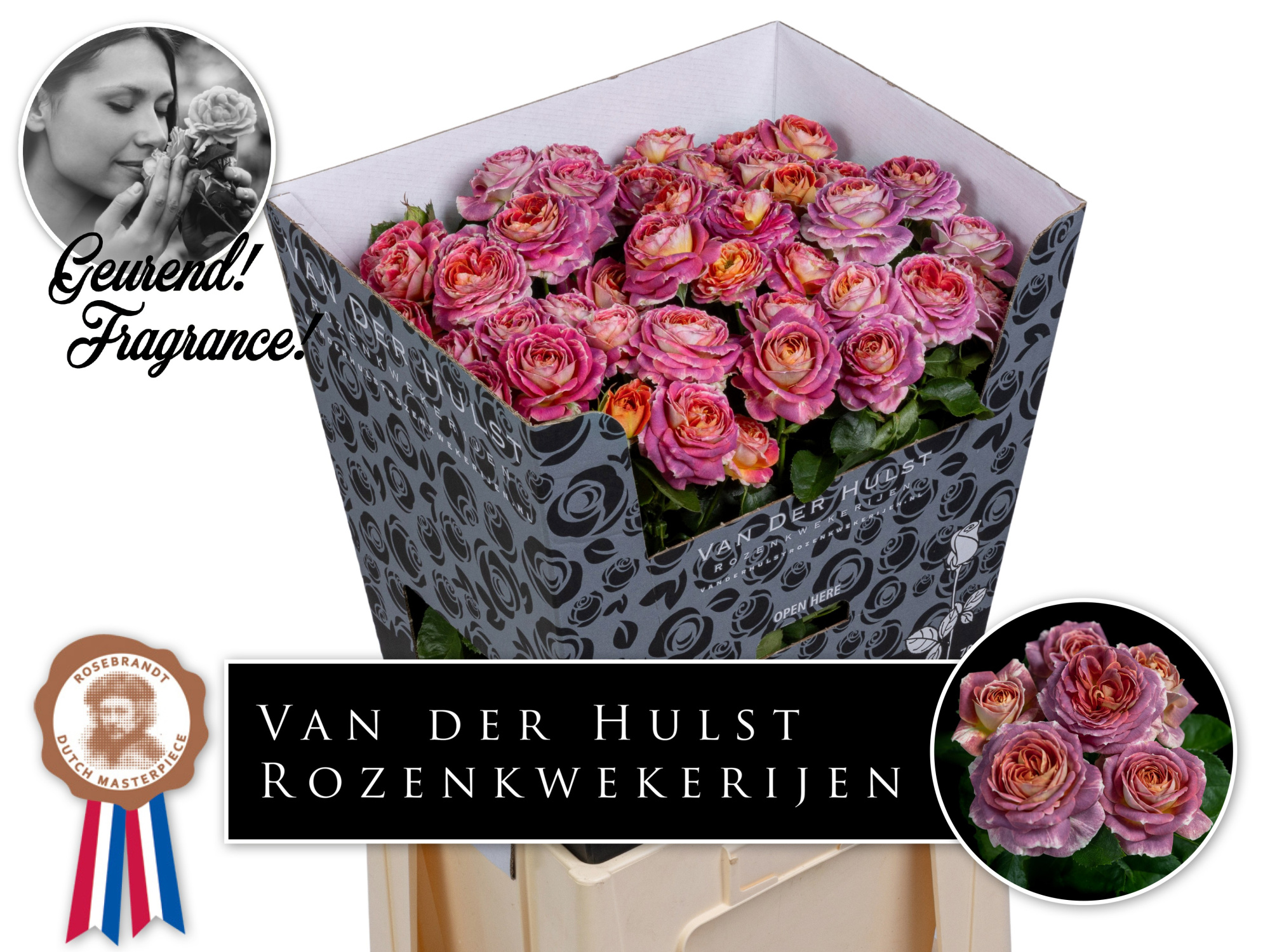 Роза куст. Мэджик Страйк 70, шт.