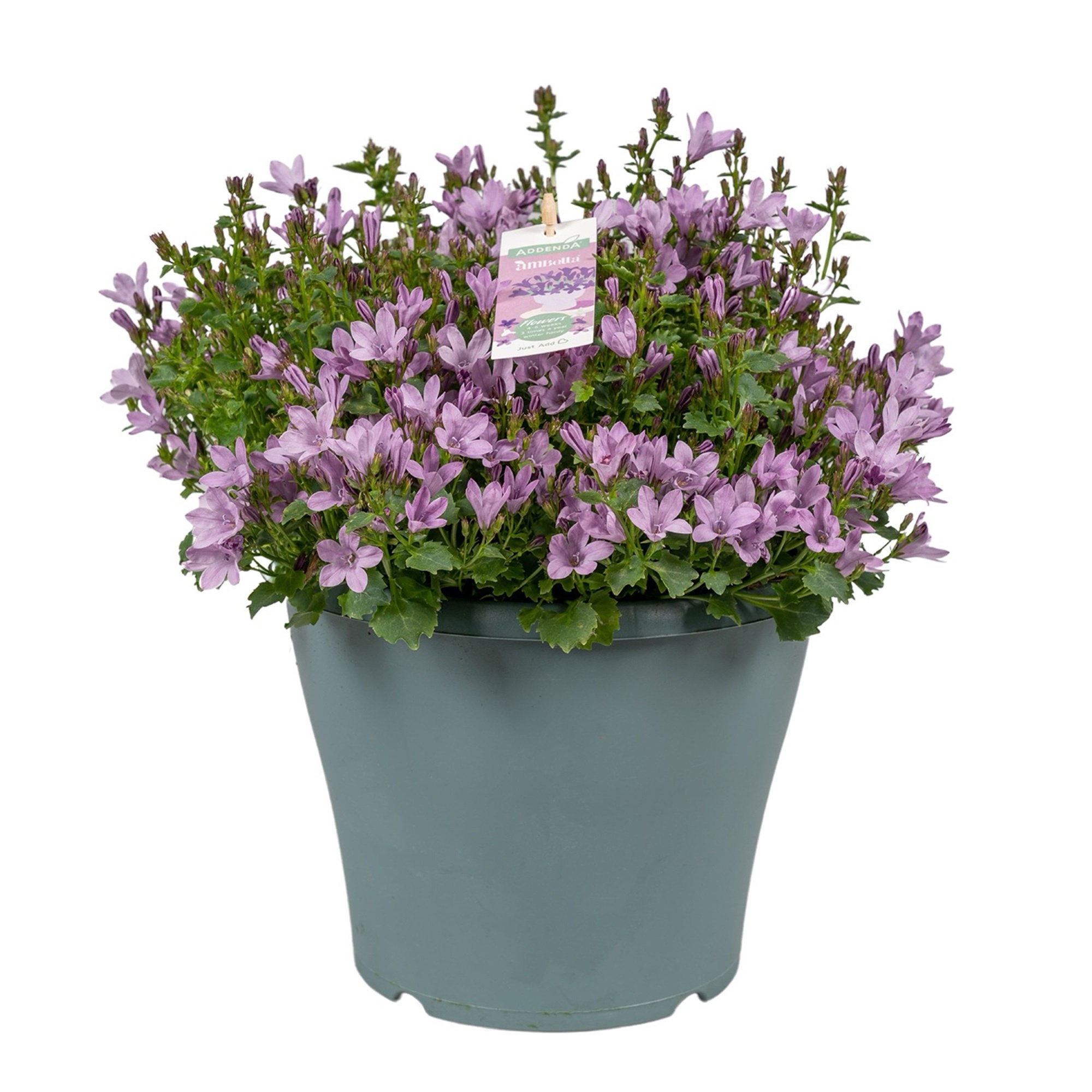 Campanula Ambella® Pink in patiopot, D 23