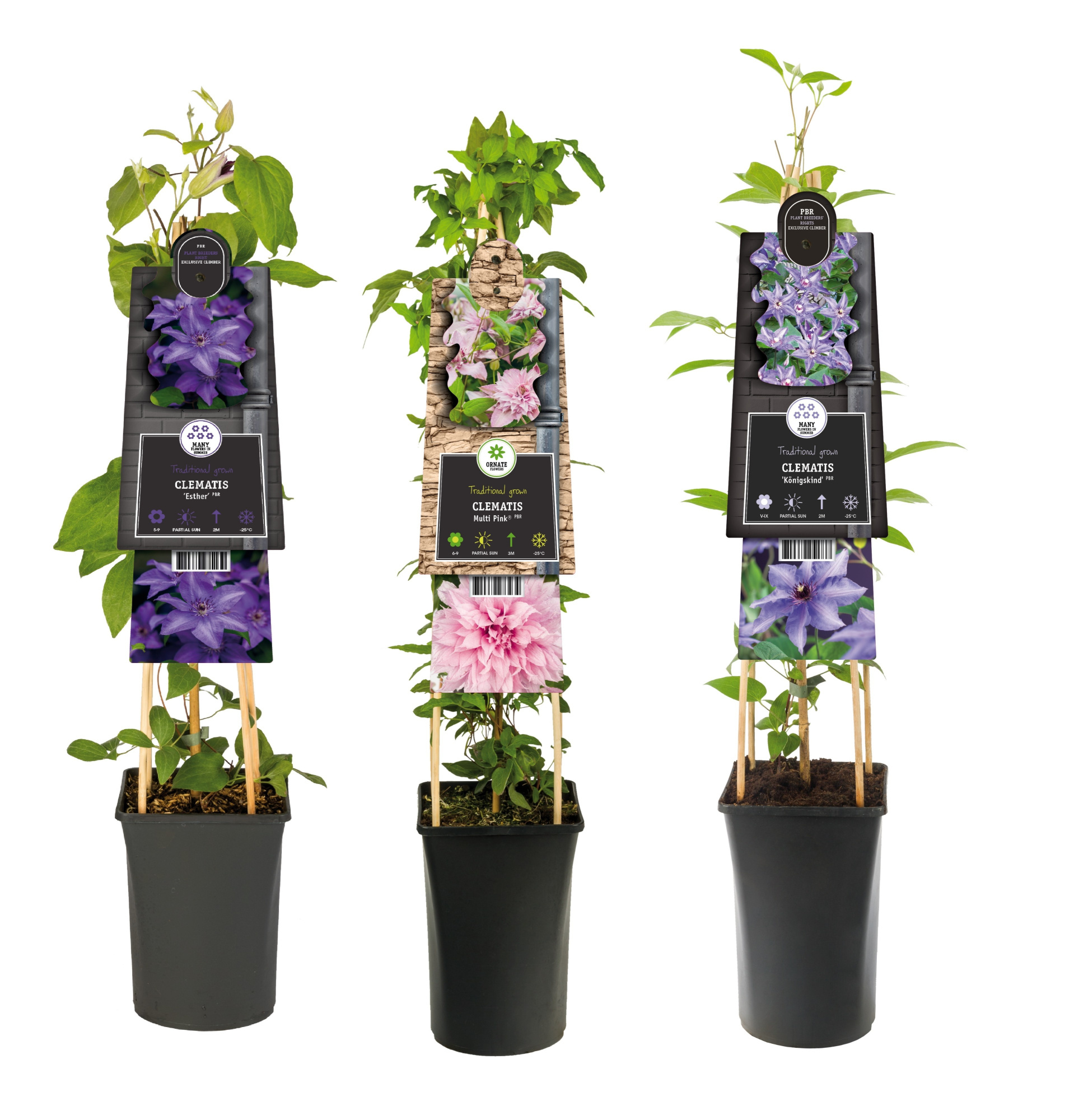 Mix CC Clematis exclusive +3.0 label, D 17 cm