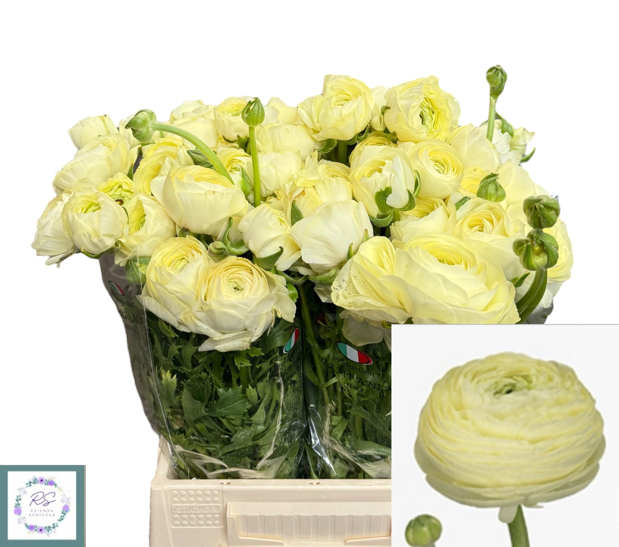 Ранункулус Саксесс Крем 45, шт.