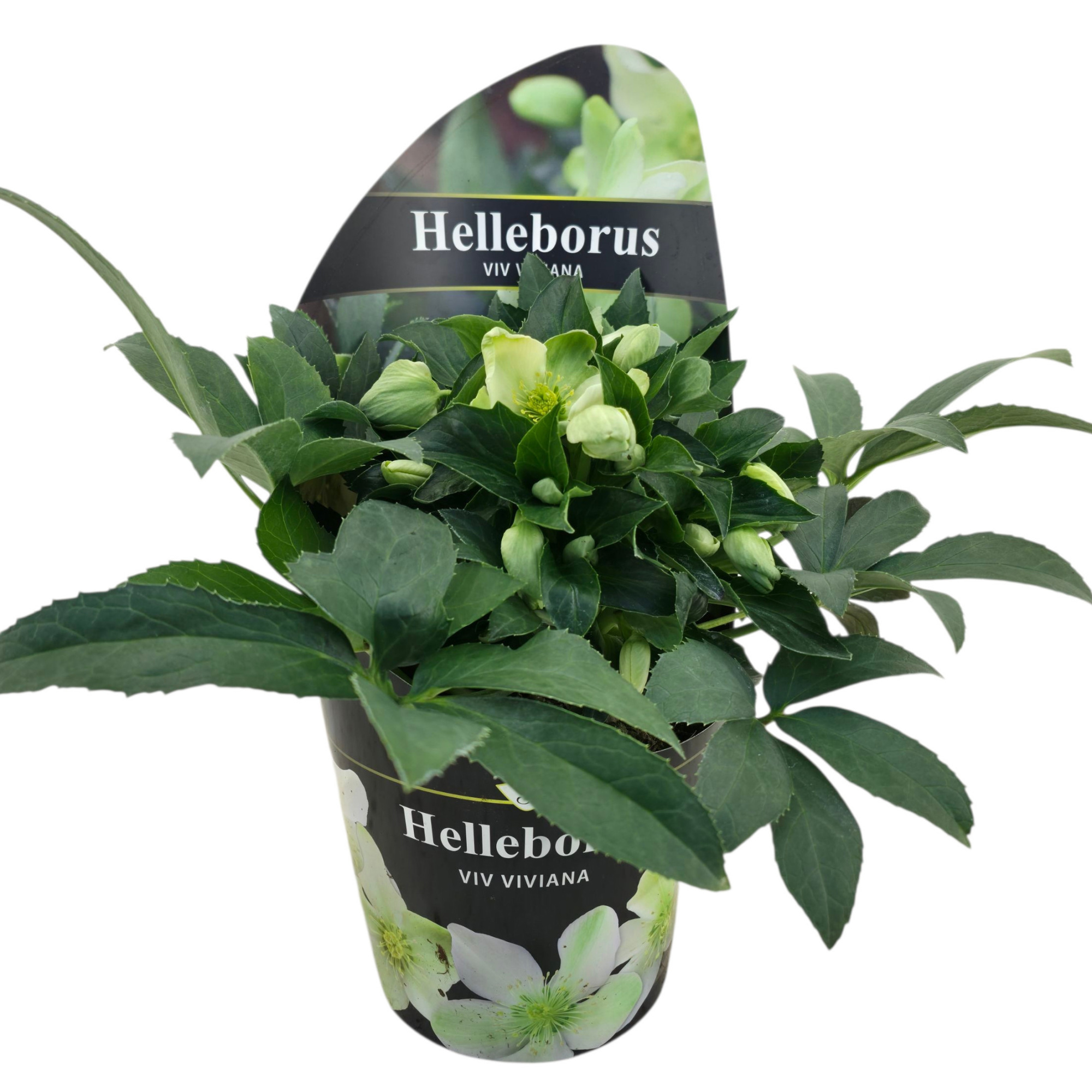 Helleborus Viv Viviana + POTCOVER, D 17 cm