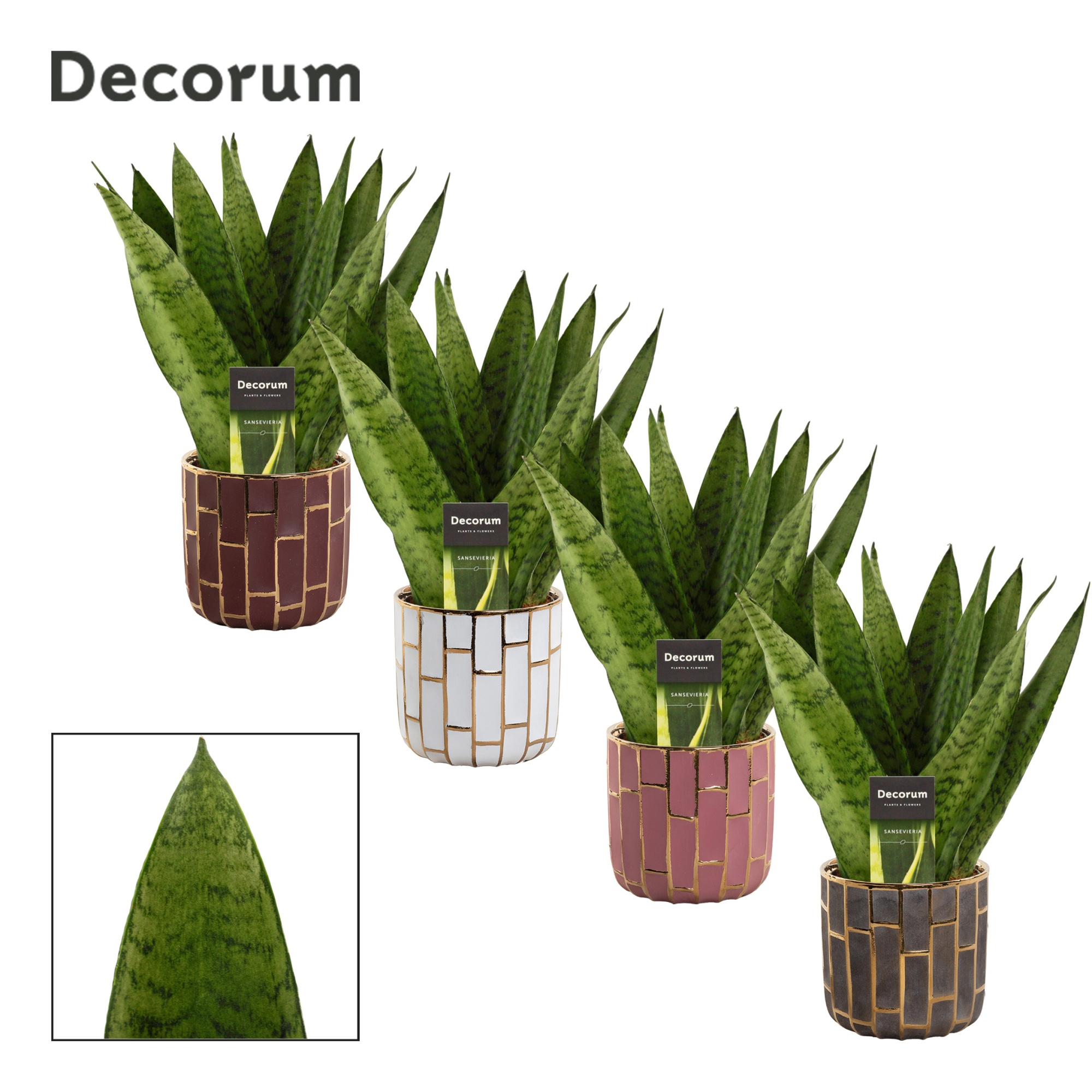 Sansevieria Zeylanica Fan 12 cm in Pascalle (Luxury world-collec, D 12 cm