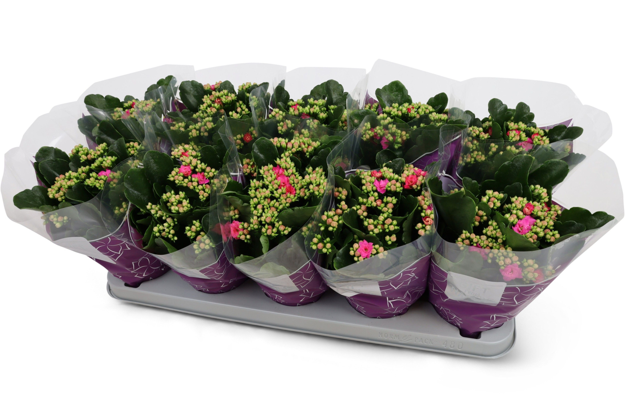 Kalanchoë Perfecta Purple GFN hoes, D 12