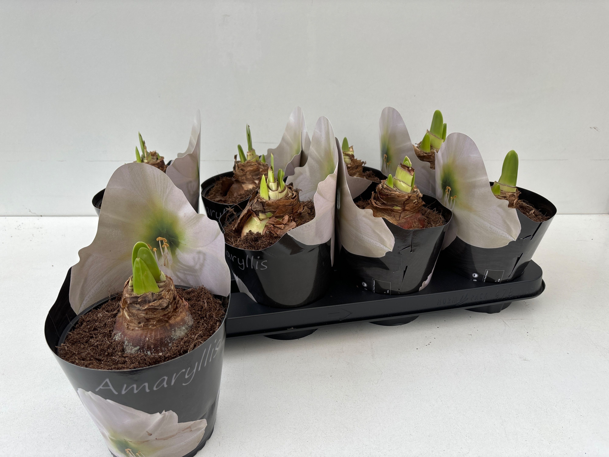 Amaryllis white, D 14 cm