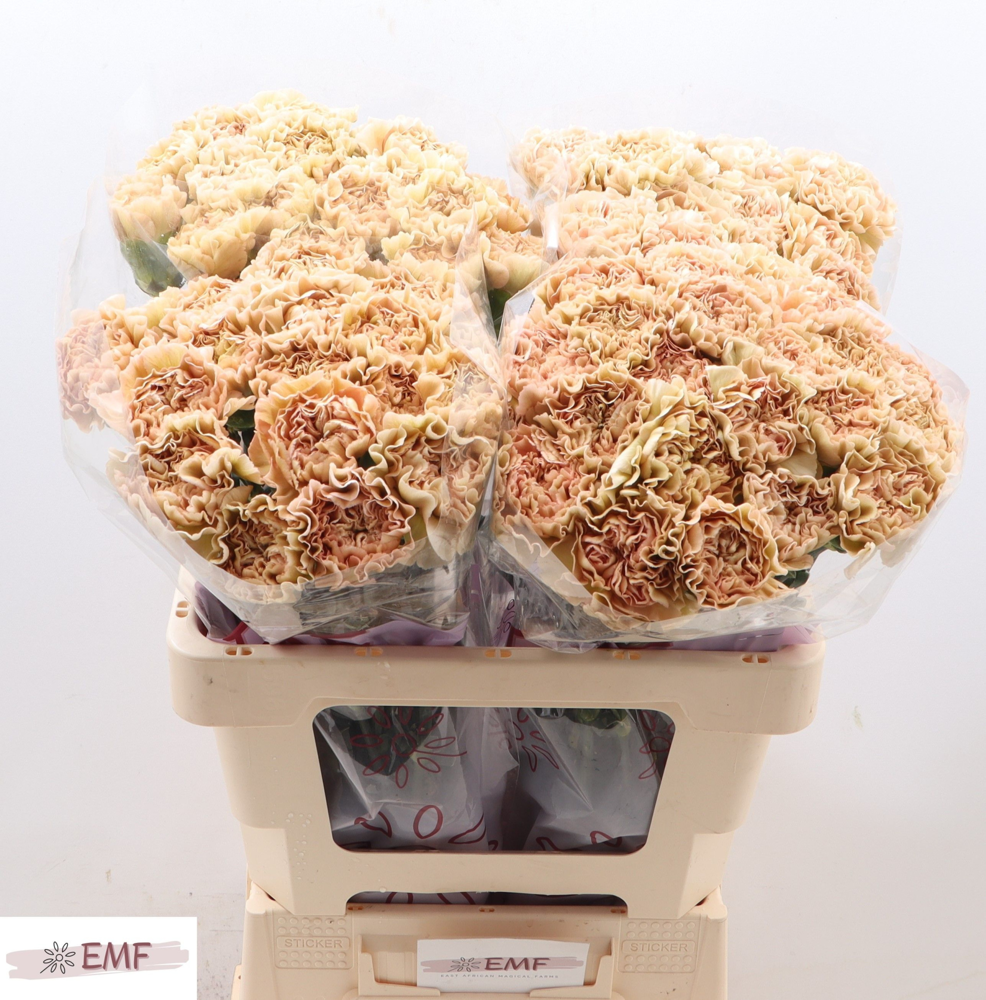 Диантус од. Леже Марроне, шт.