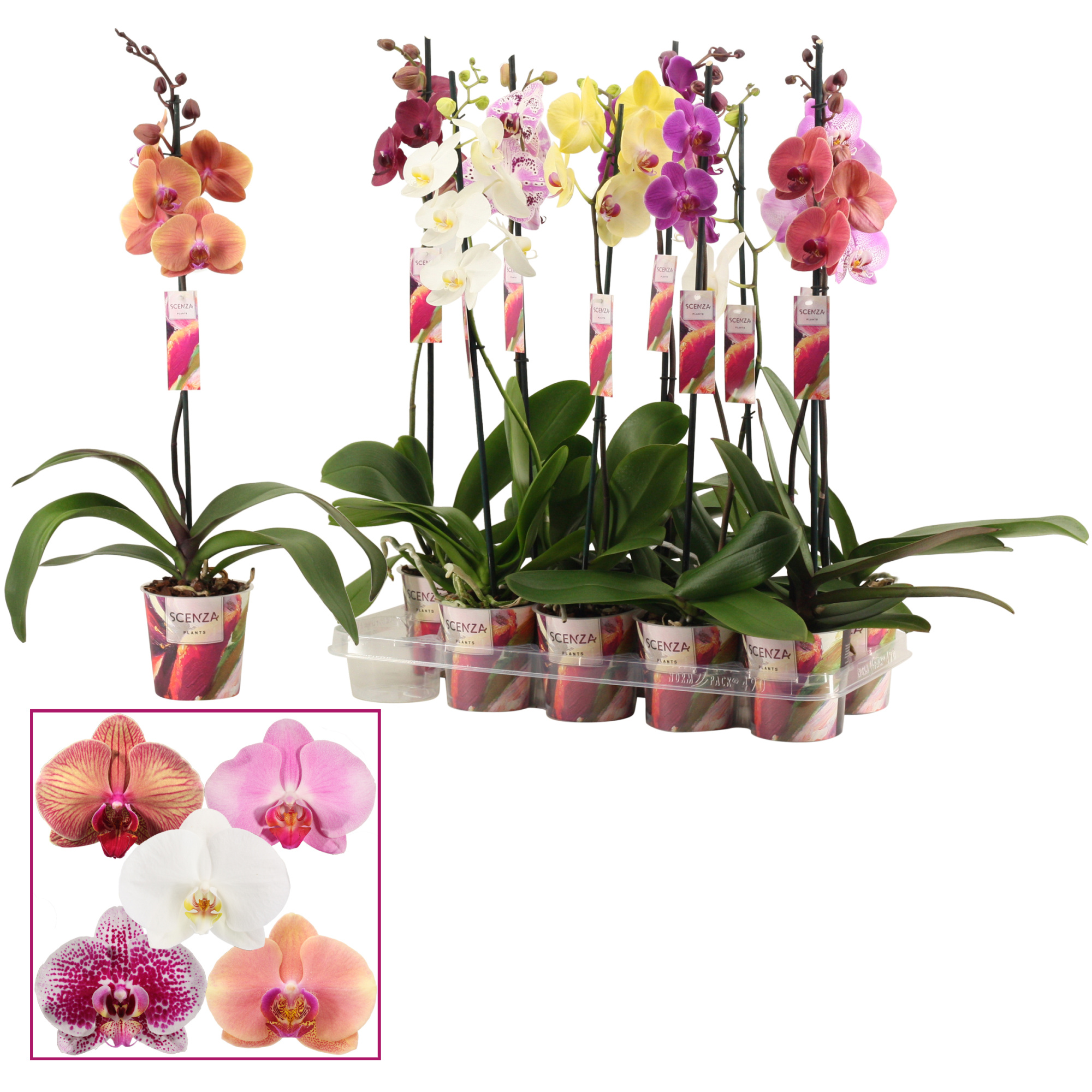 Phalaenopsis 1 tak 6-8 mix (Scenza), D 12 cm