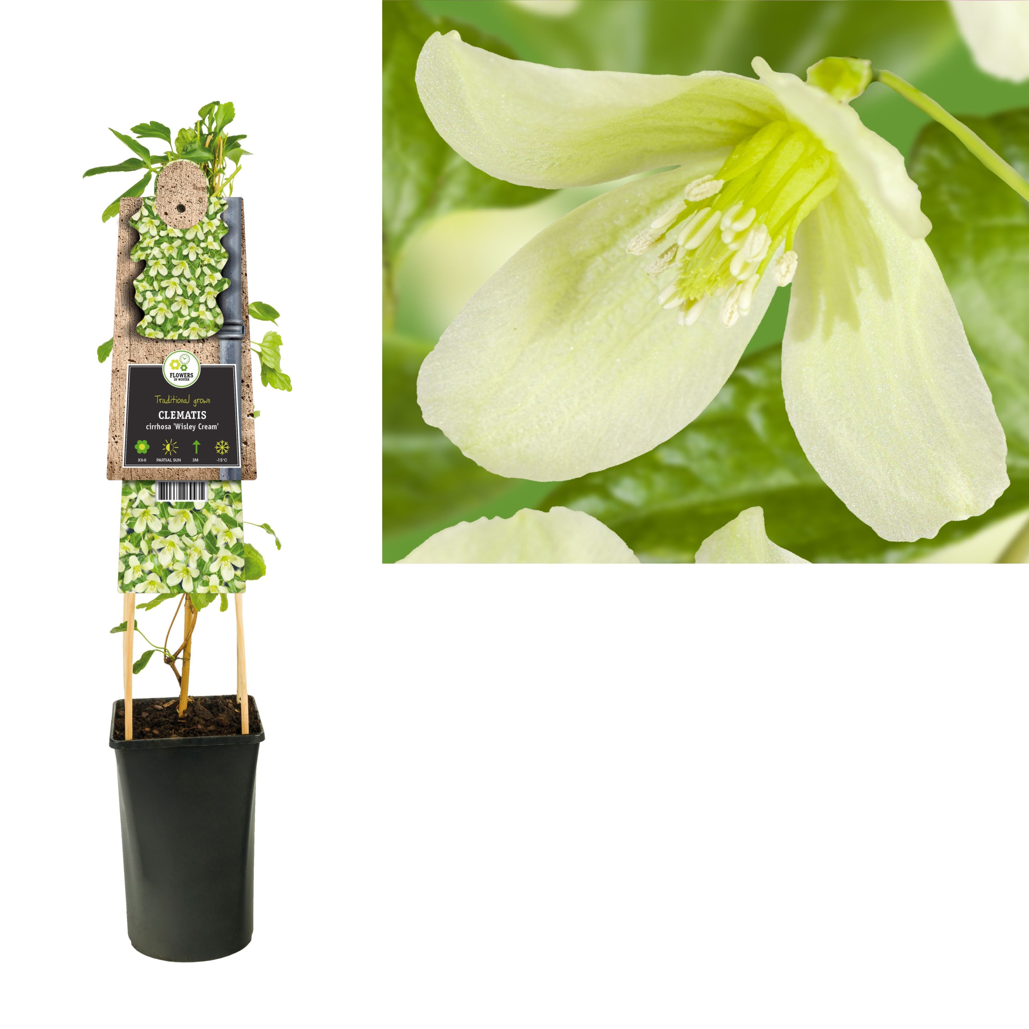 Clematis cirrhosa 'Wisley Cream' +3.0 label, D 17 cm