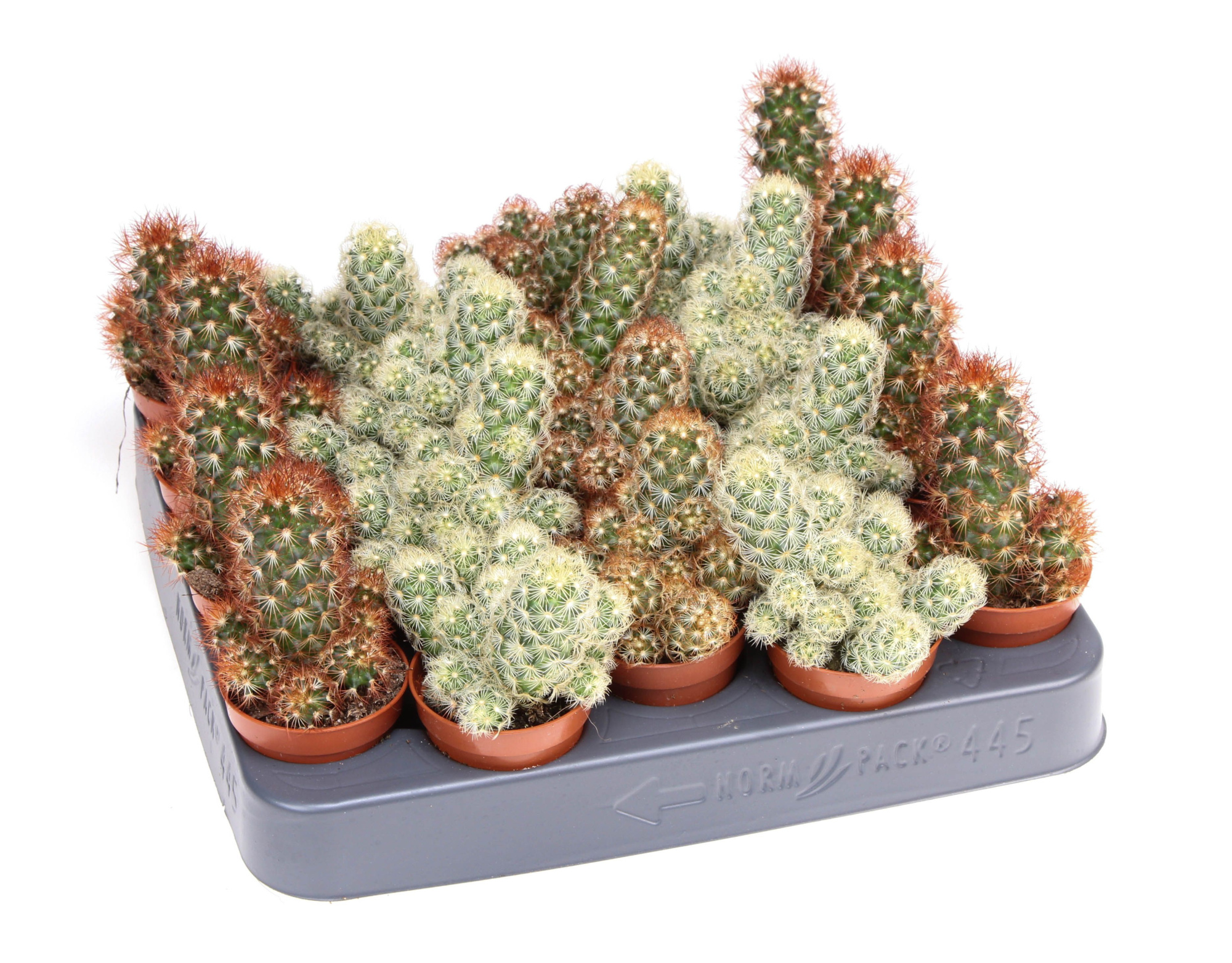 Cactus elongata mix, D 5,5 cm