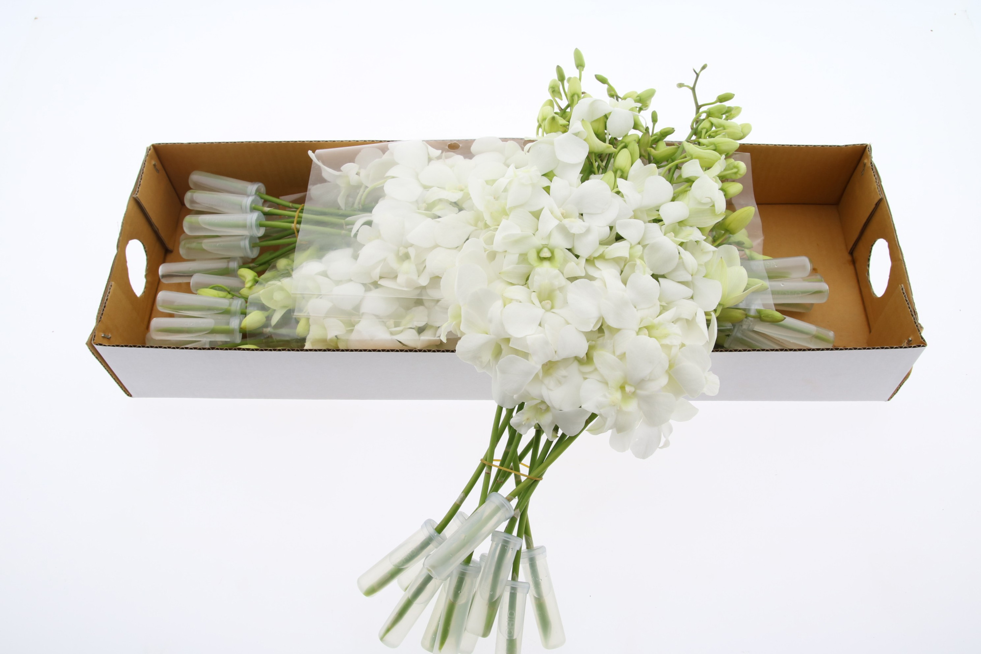 Дендробиум Помпон Вайт, шт.