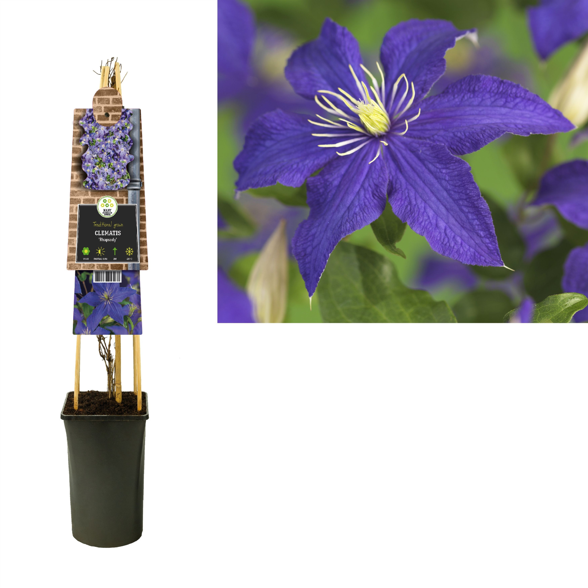 Clematis 'Rhapsody' +3.0 label, D 17 cm