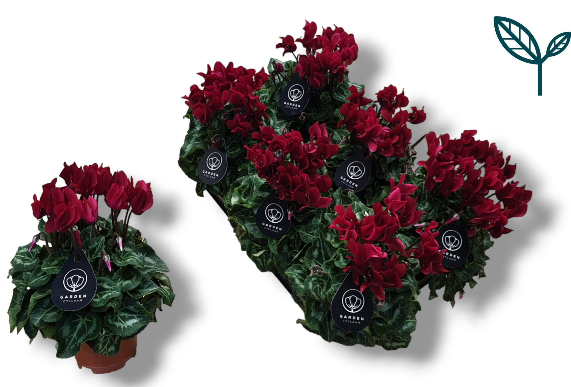 Cyclamen GARDEN WIJNROOD, D 10,5 cm