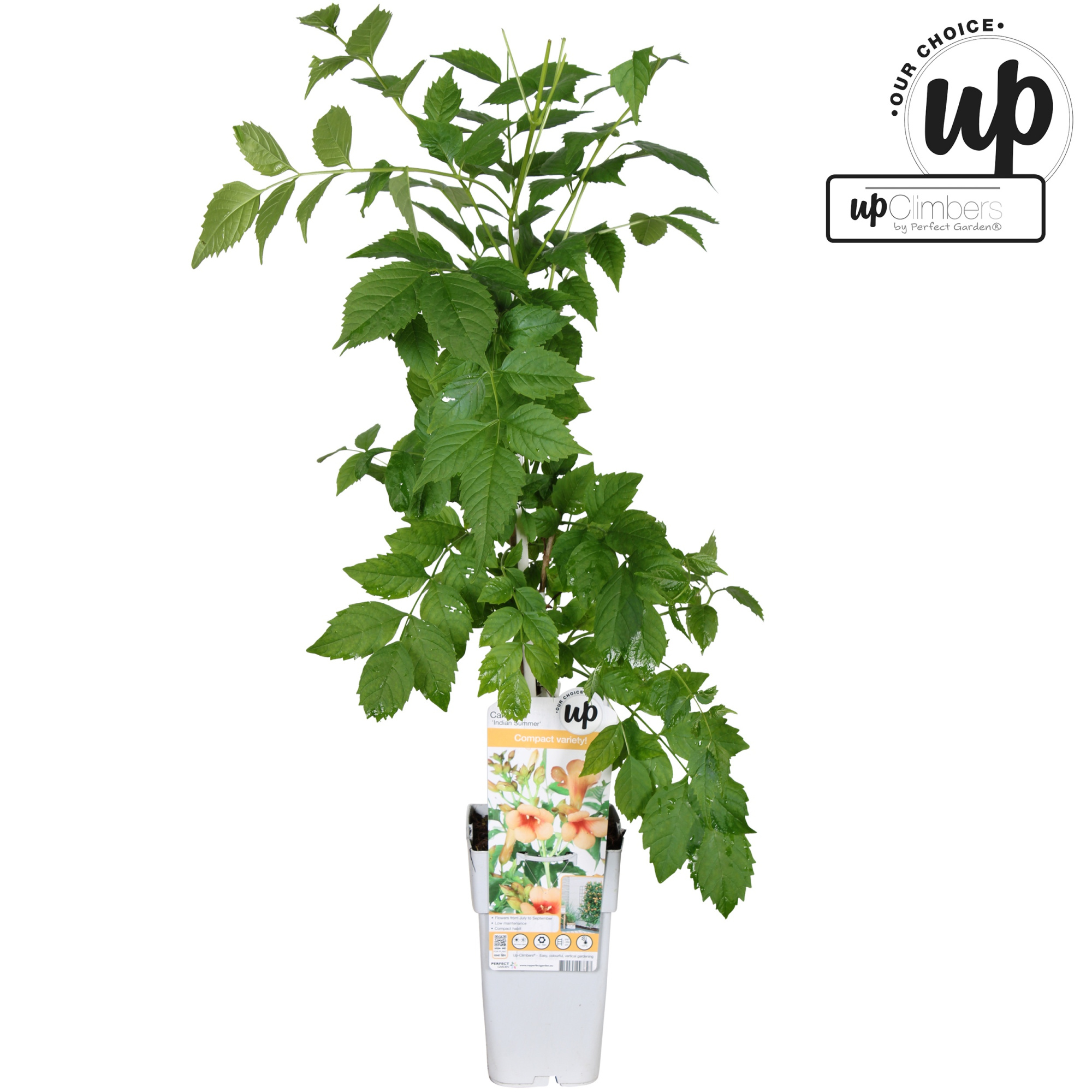 Campsis Indian Summer P15, D 15 cm