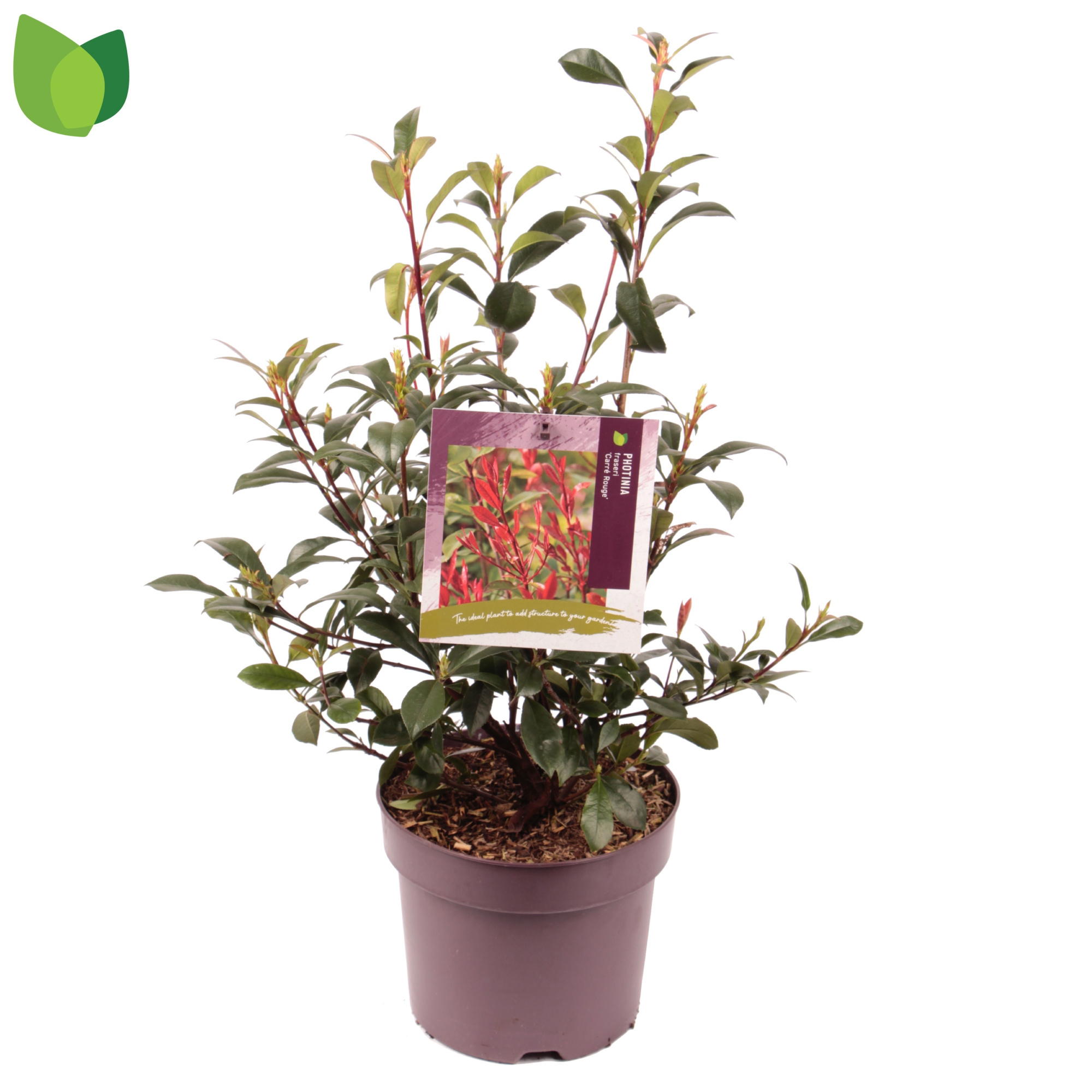 Photinia fraseri 'Carré Rouge' C7,5/P26, D 26