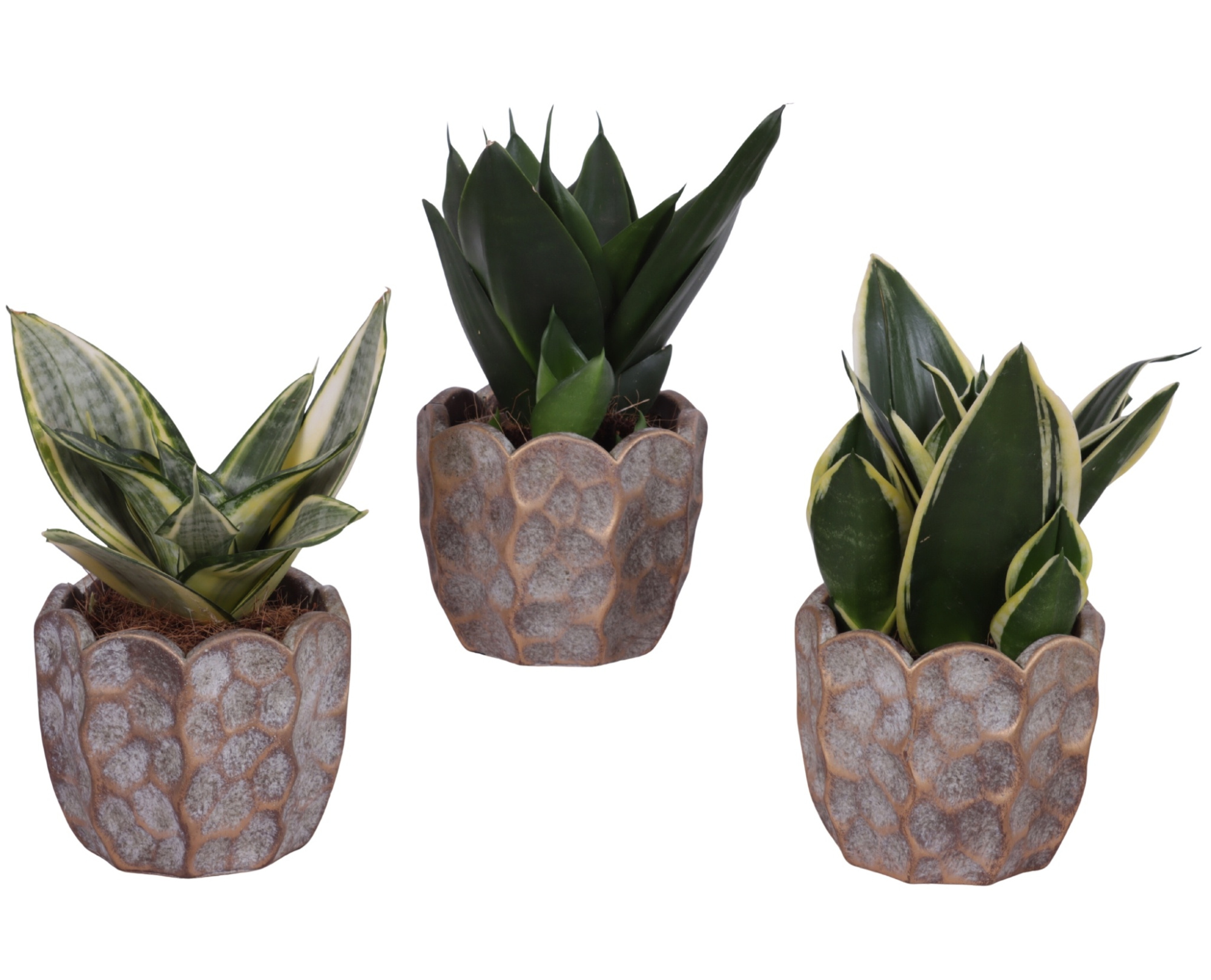 Sansevieria Compacta mix Ø09cm in Ø12cm Ceramic PL670, D 12