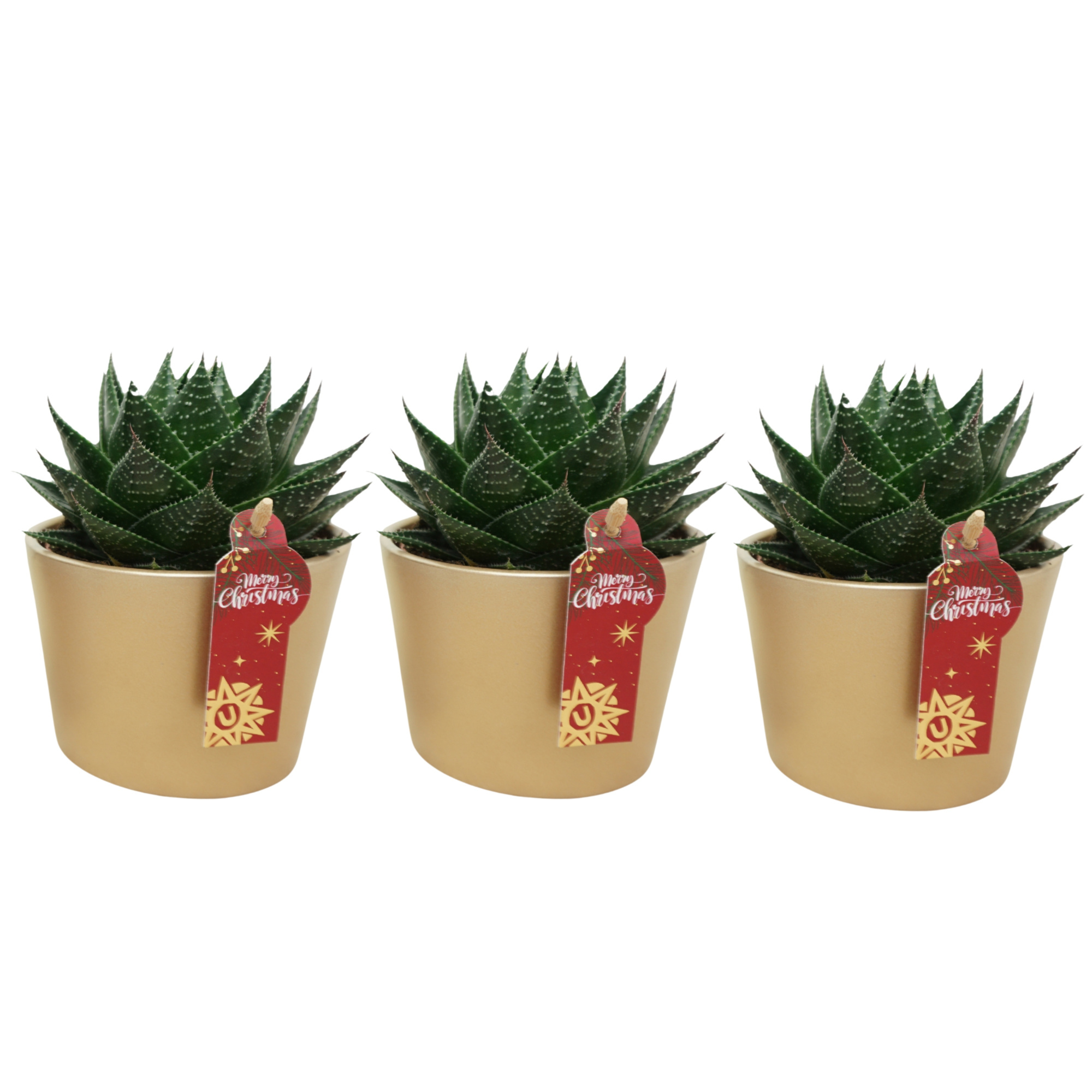 Aloë cosmo in 12 cm Gouden Kerst pot, D 10,5 cm