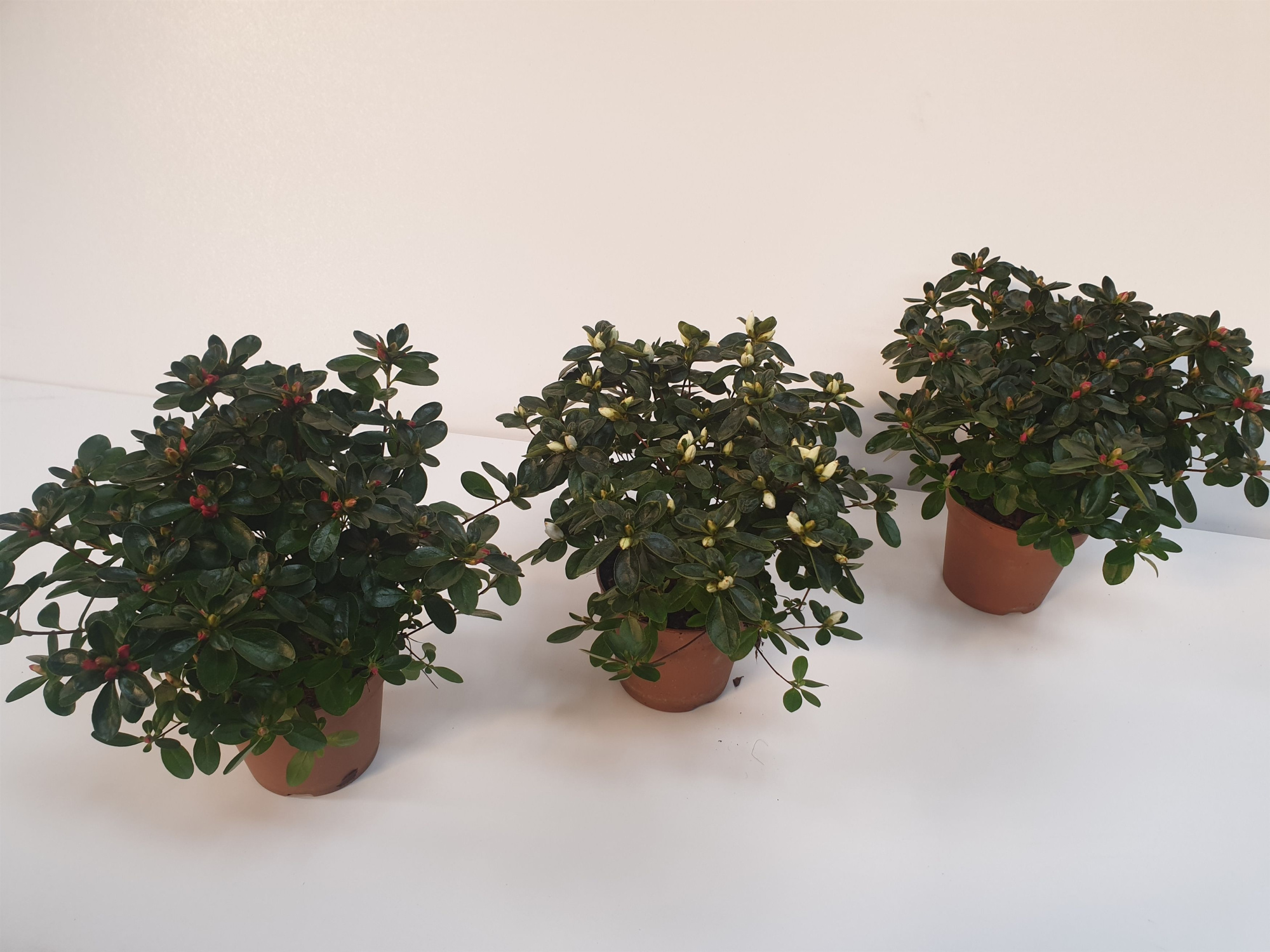 031 : Azalea kleinbloemigen mix kleuren p 13, D 13