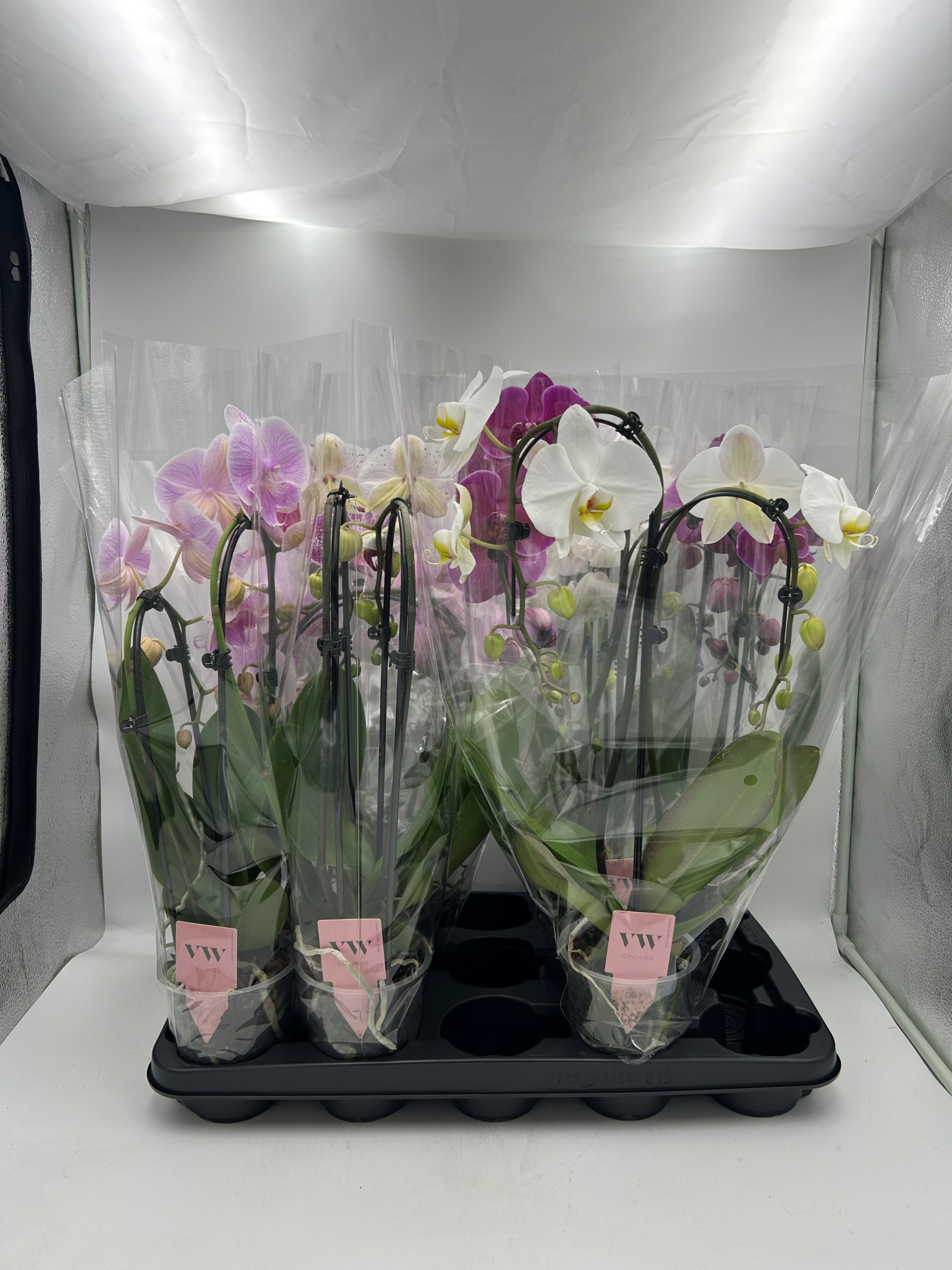 Phalaenopsis mix vormen - KLEUR, D 12 cm