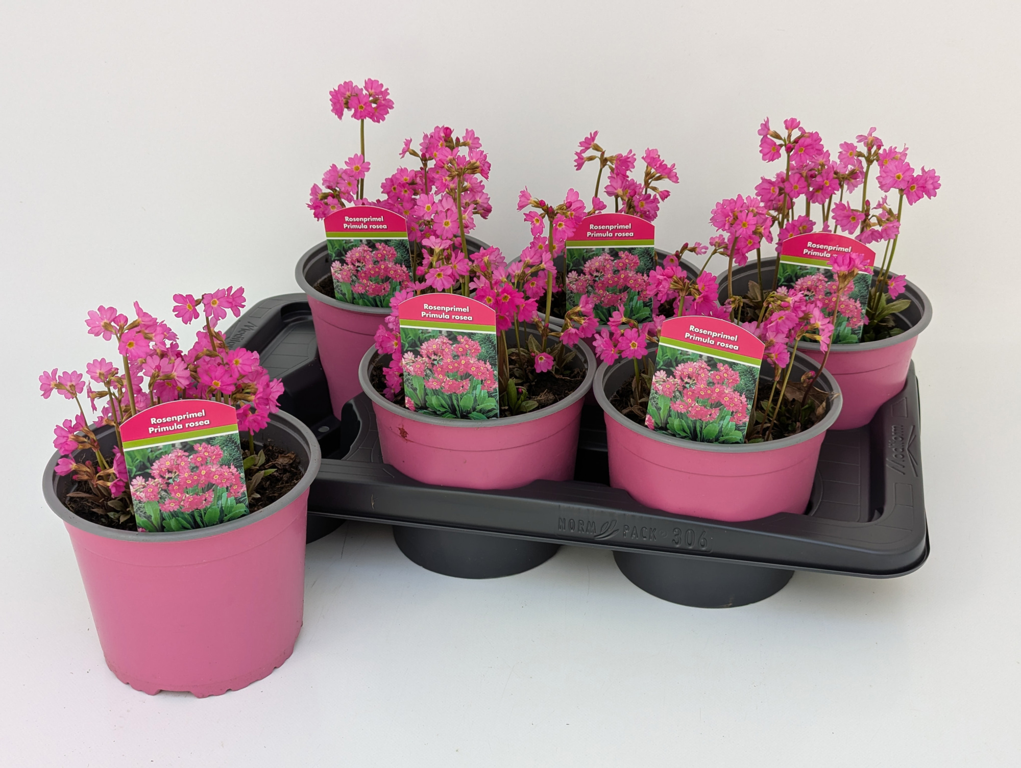 Primula rosea "Grandiflora" T17, D 17