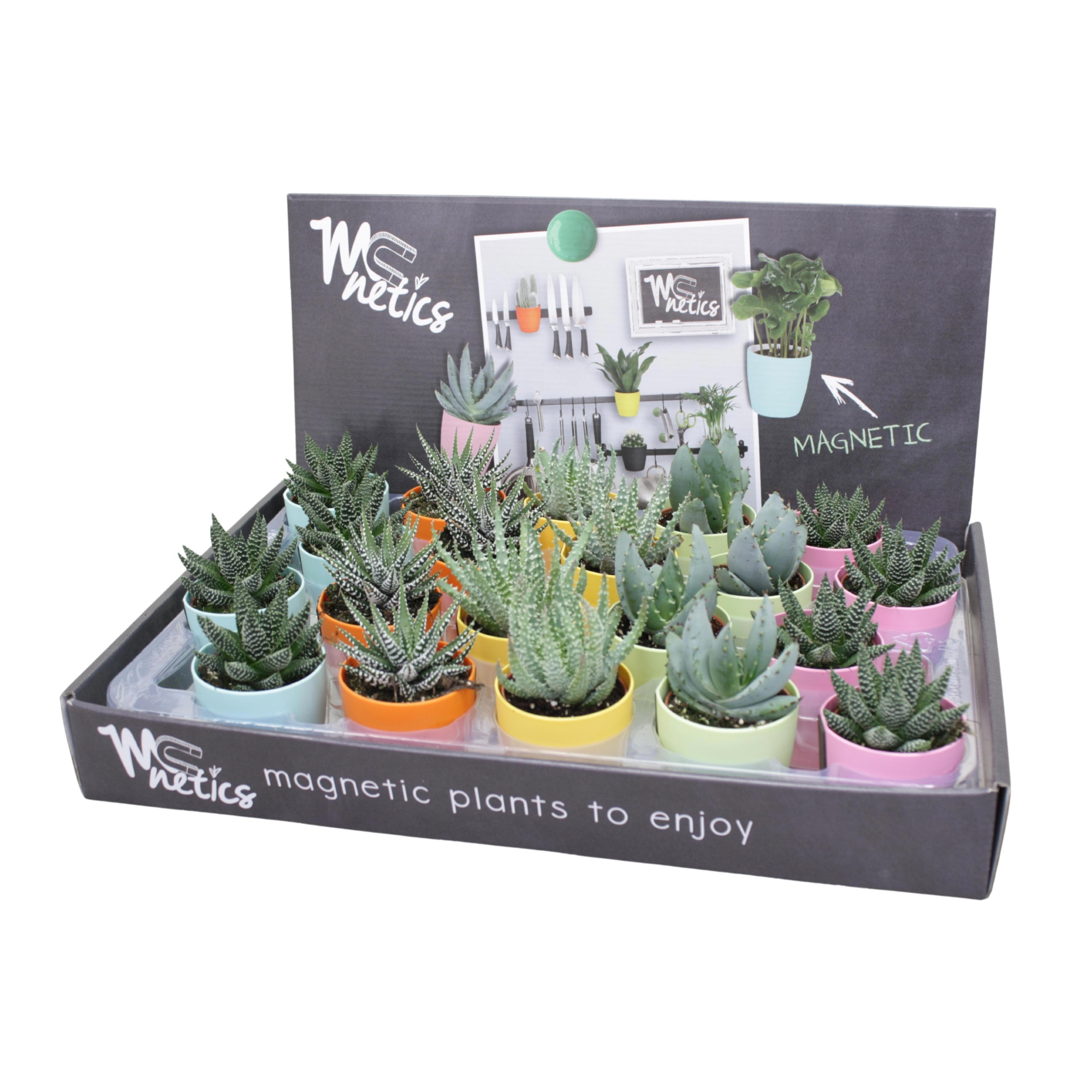 Aloë/Haworthia mix 5,5 cm in magnetic kleur pot, D 5,5 cm