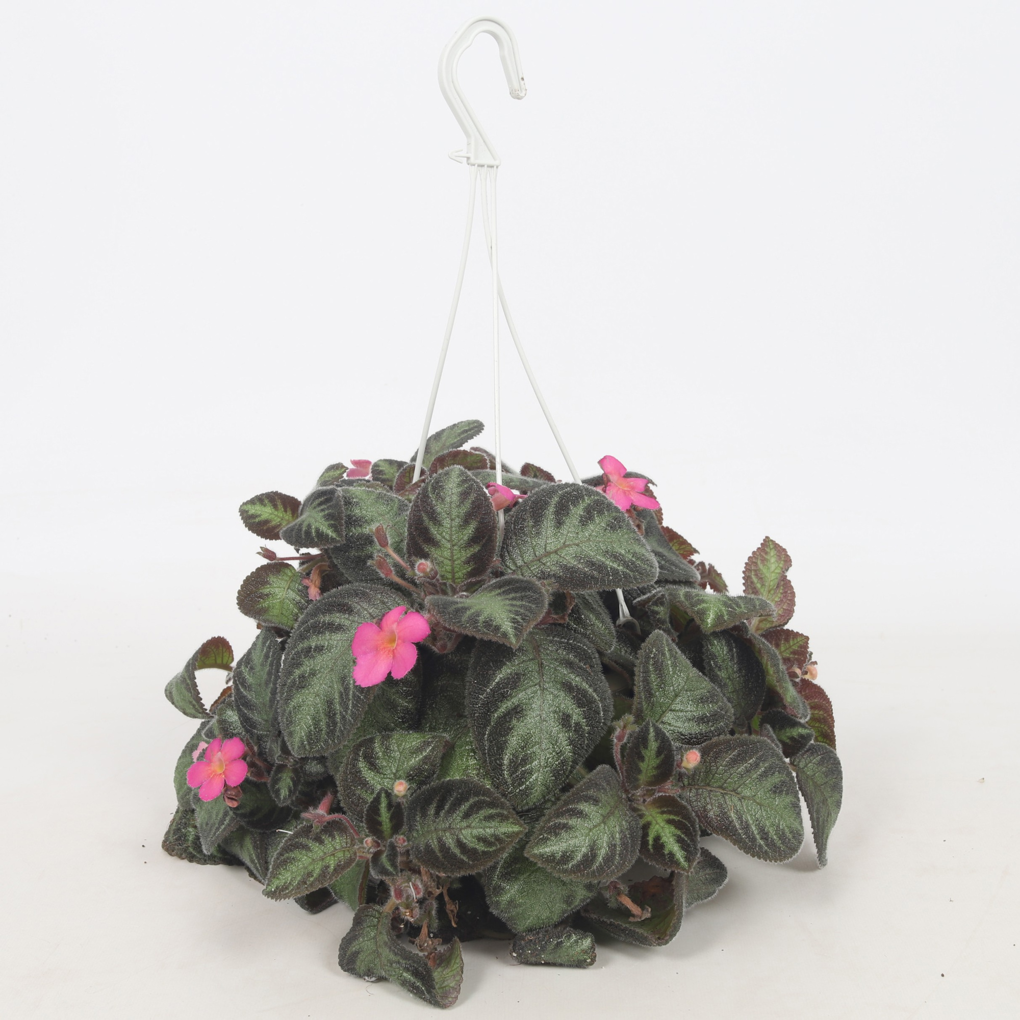 Episcia Pink Panther 14CM, D 14 cm