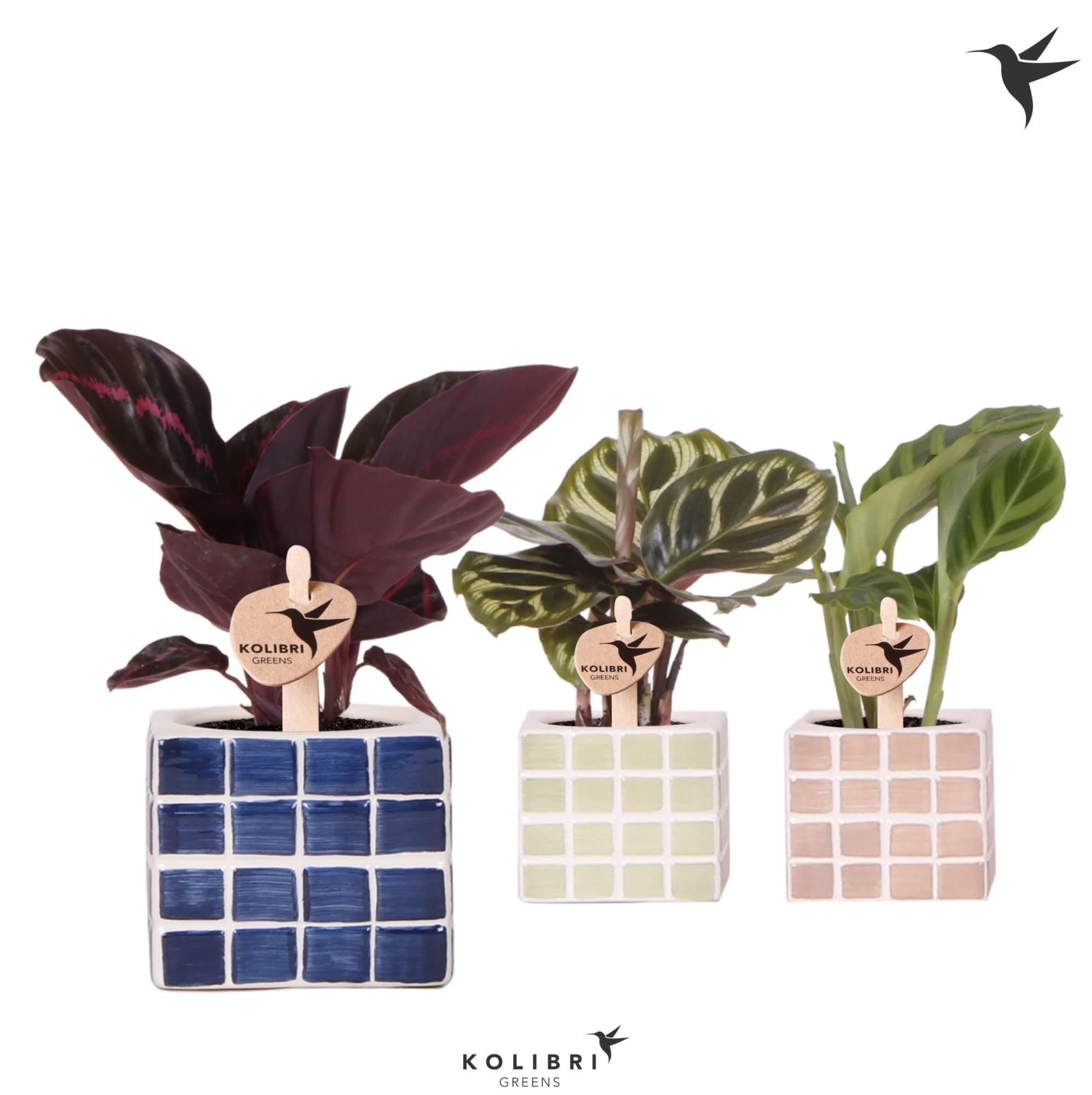 Kolibri Greens Calathea mix in Mosa pot blue mix, D 6