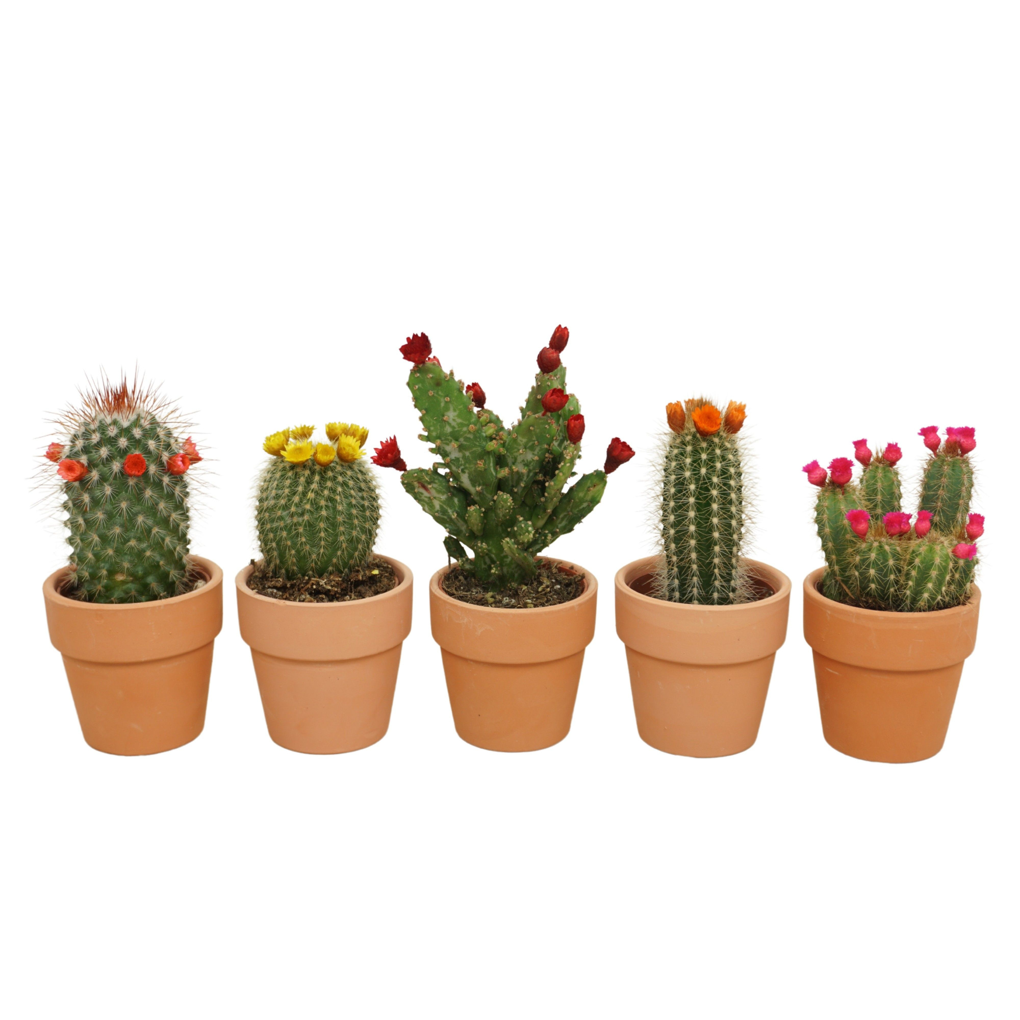Cactus mix strobloem in 6 cm 'Terracotta Kraagpotje', D 5,5 cm