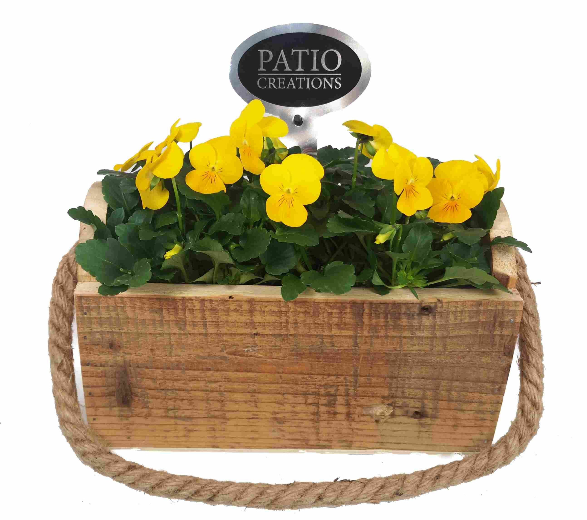 V657-9001 Viola Mia S, D 21 cm