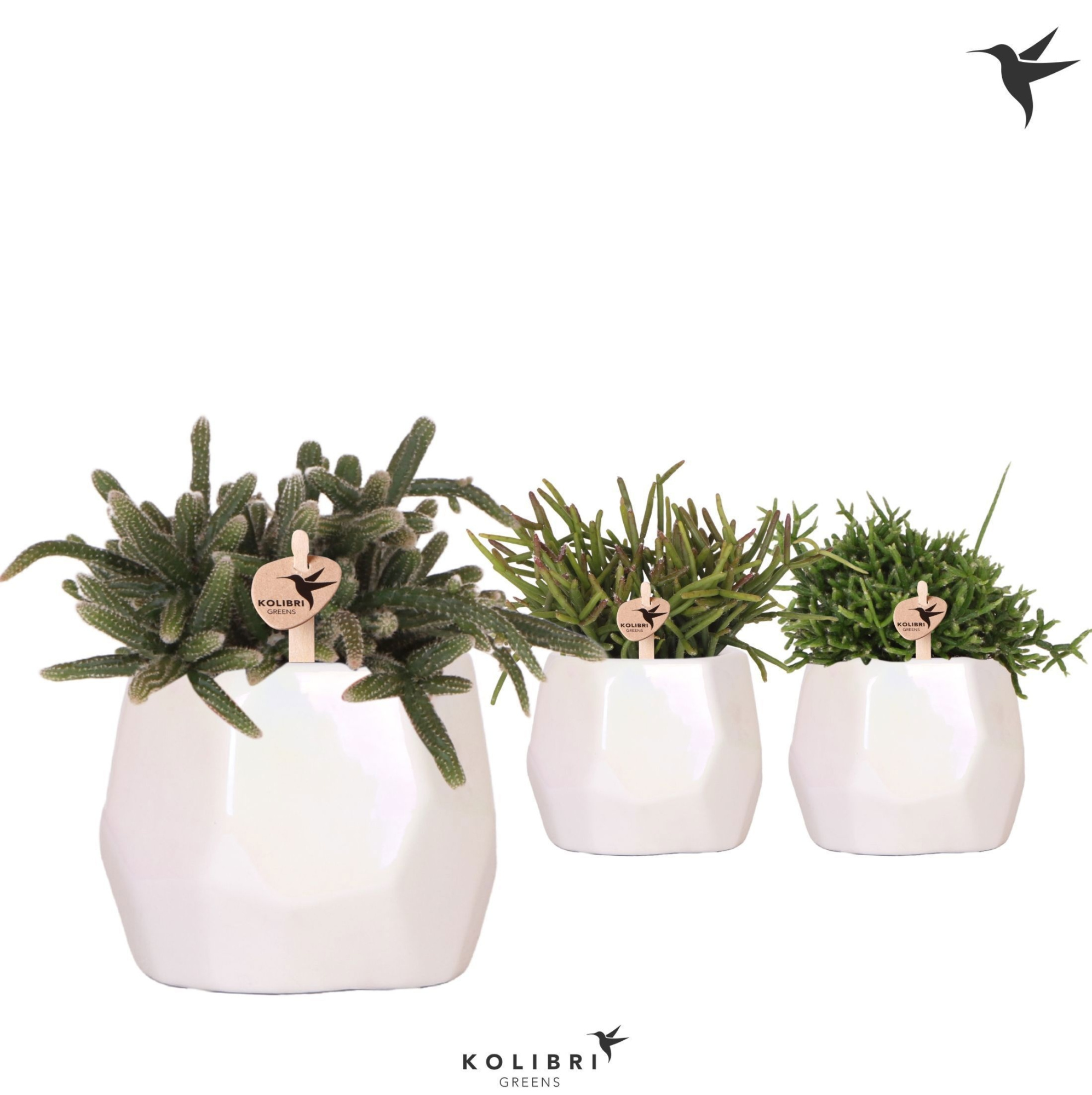 Kolibri Greens Rhipsalis mix in Pearl pot travertine, D 9