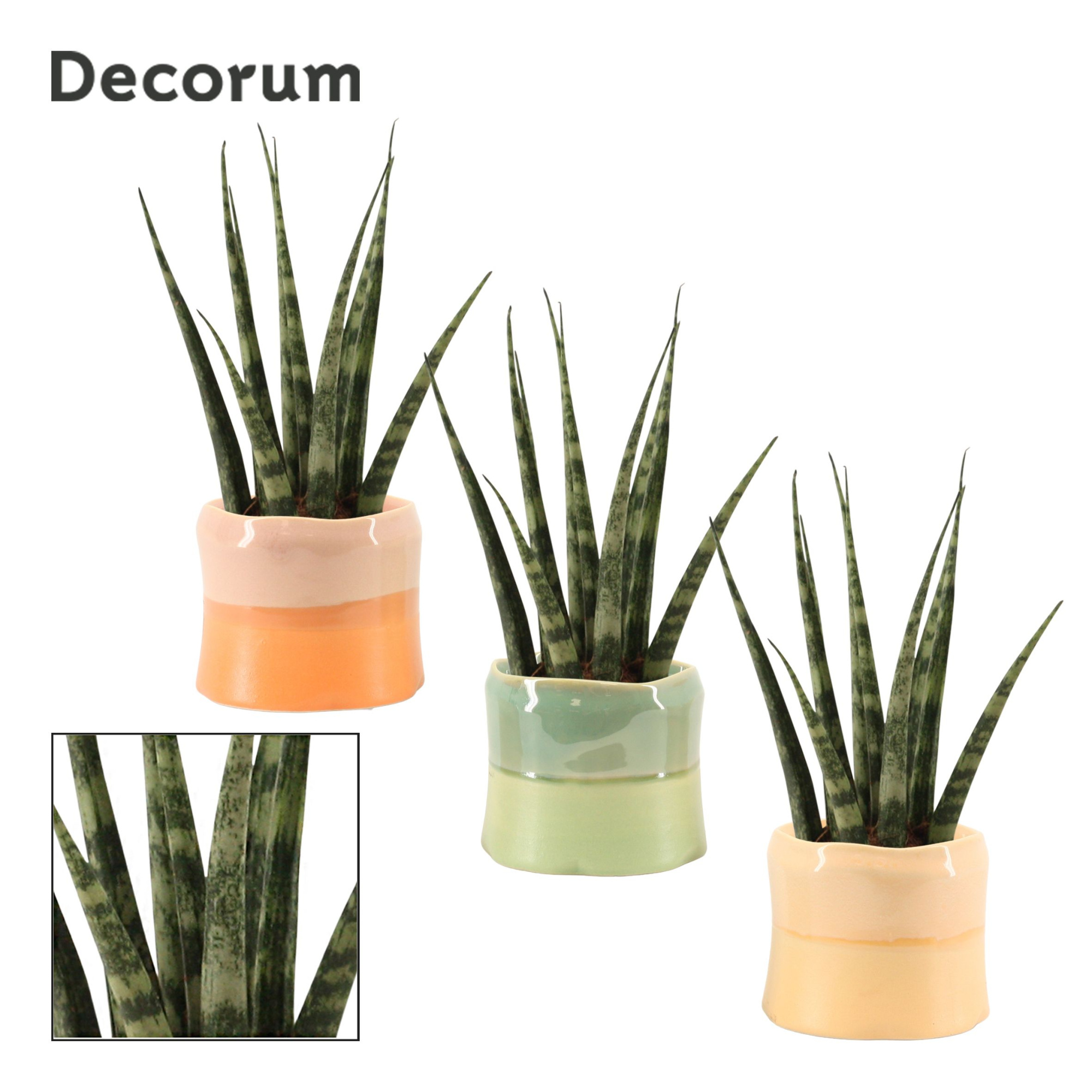 Sansevieria Fernwood 6 cm in Evita (Craft world-collection), D 6