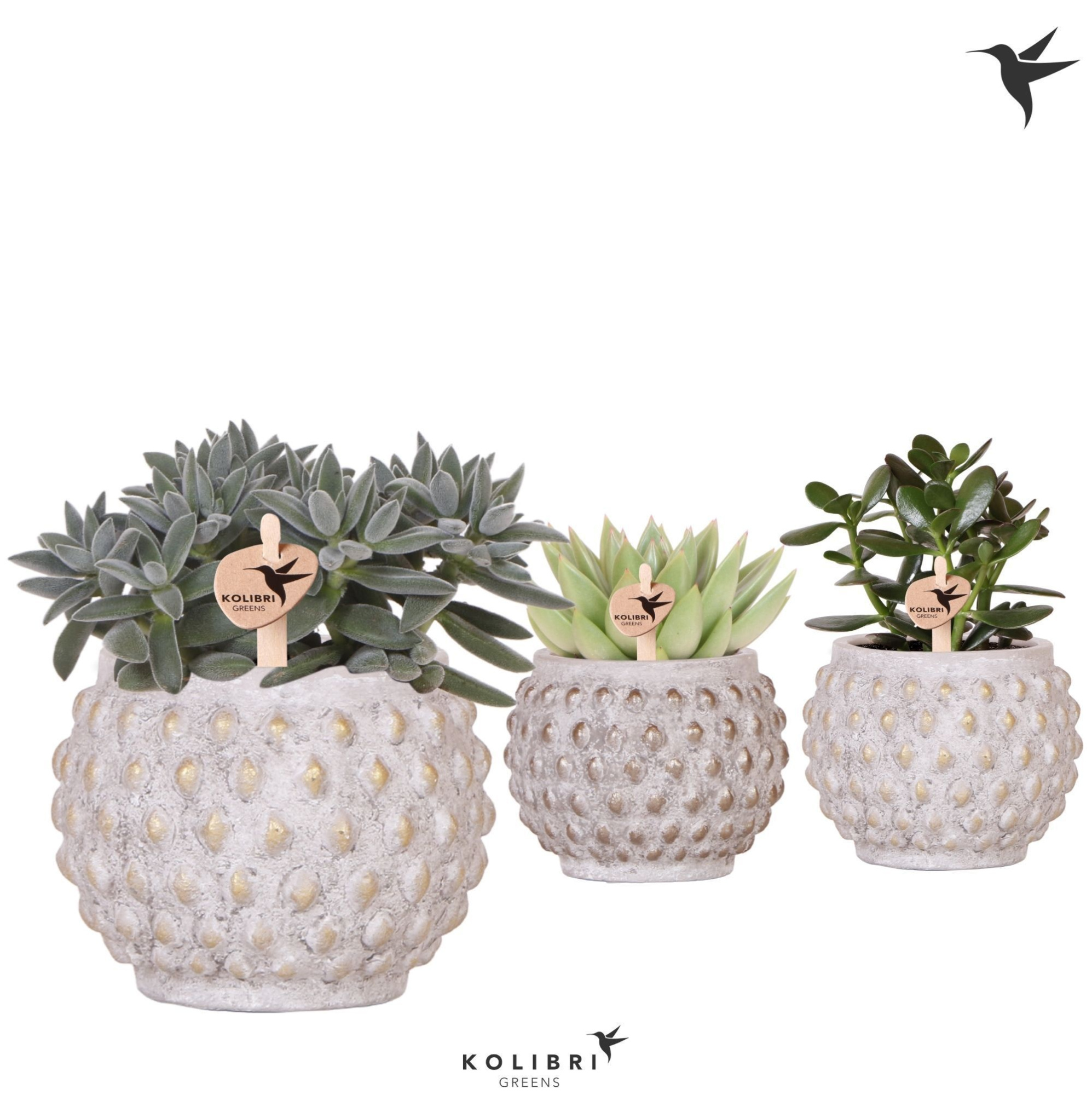 Kolibri Greens Succulenten mix in Marrakesh pot gold copper mix, D 9 cm