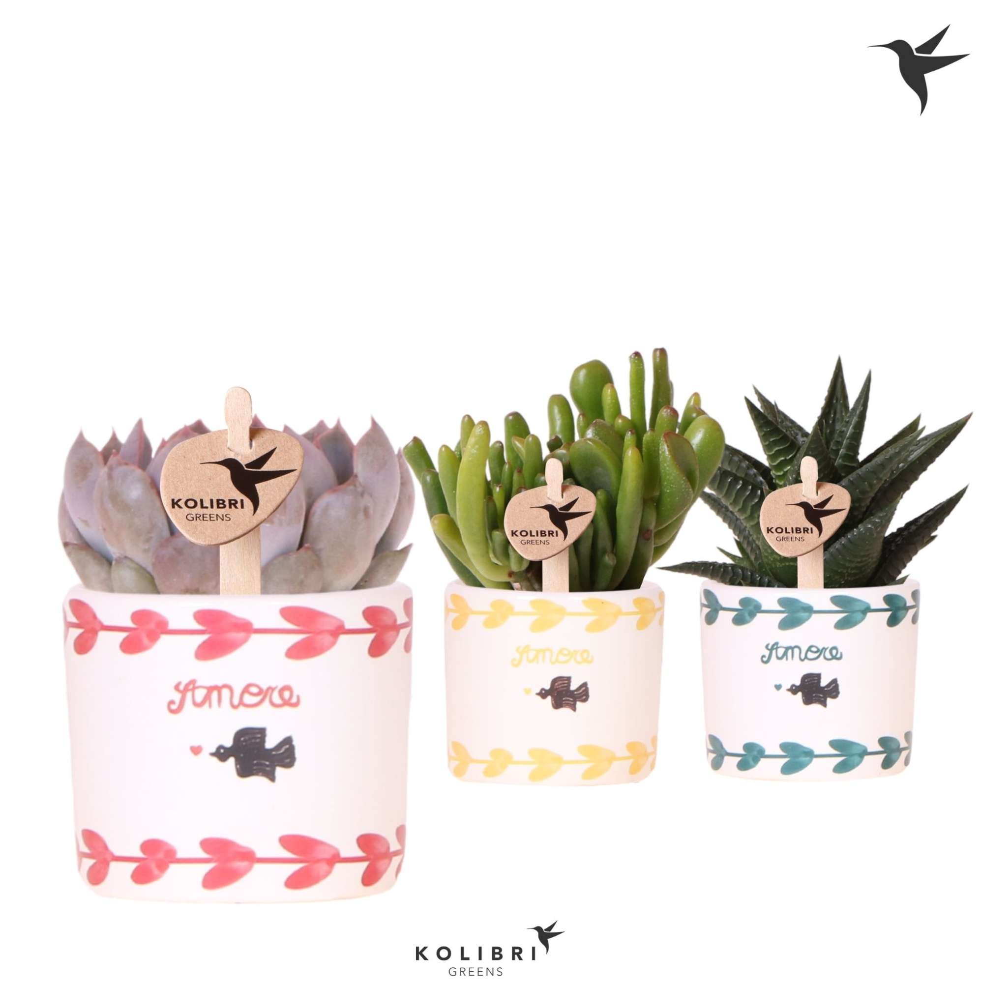 Kolibri Greens Succulenten mix in Amore pot mix, D 6 cm