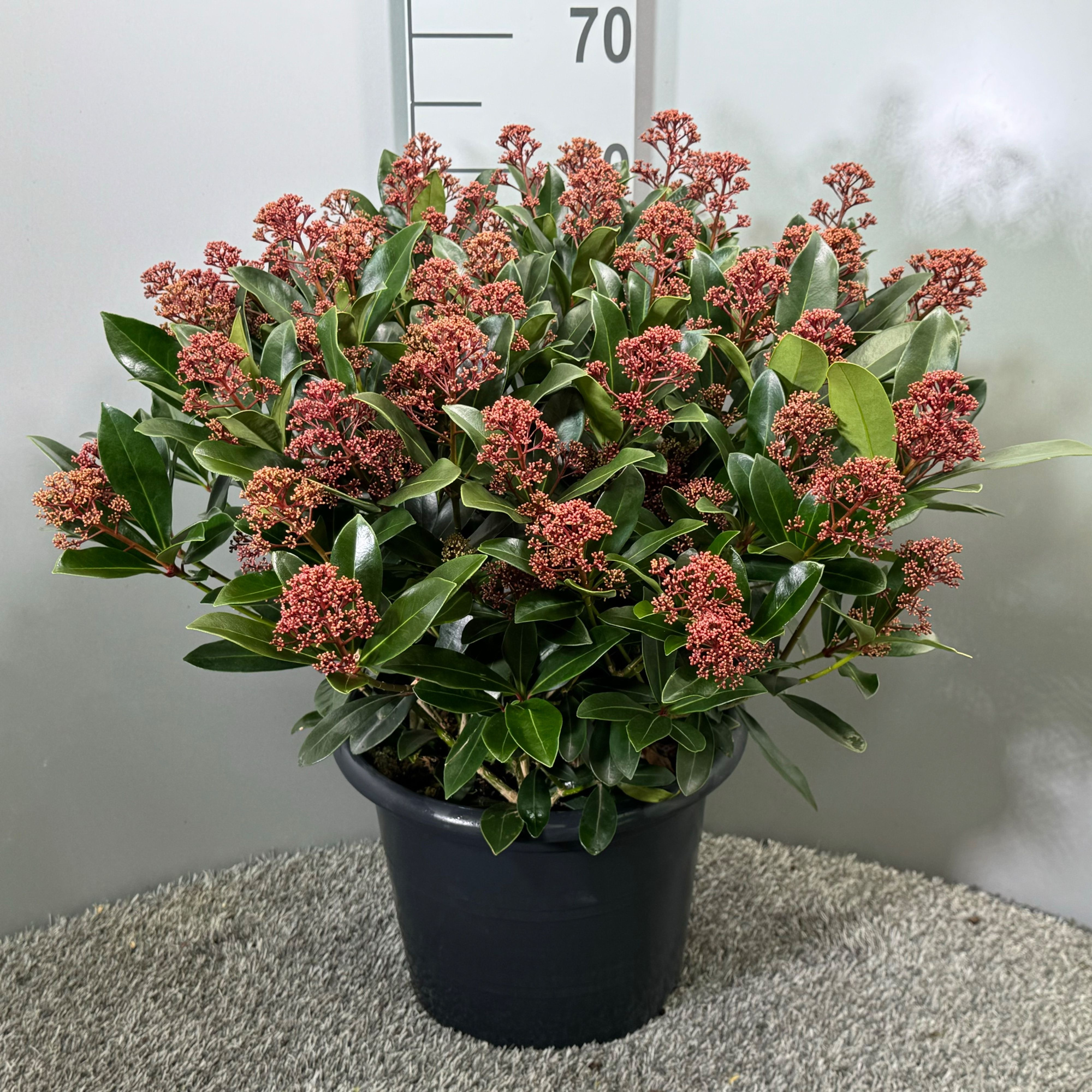 Skimmia japonica 'Rubella', D 31 cm