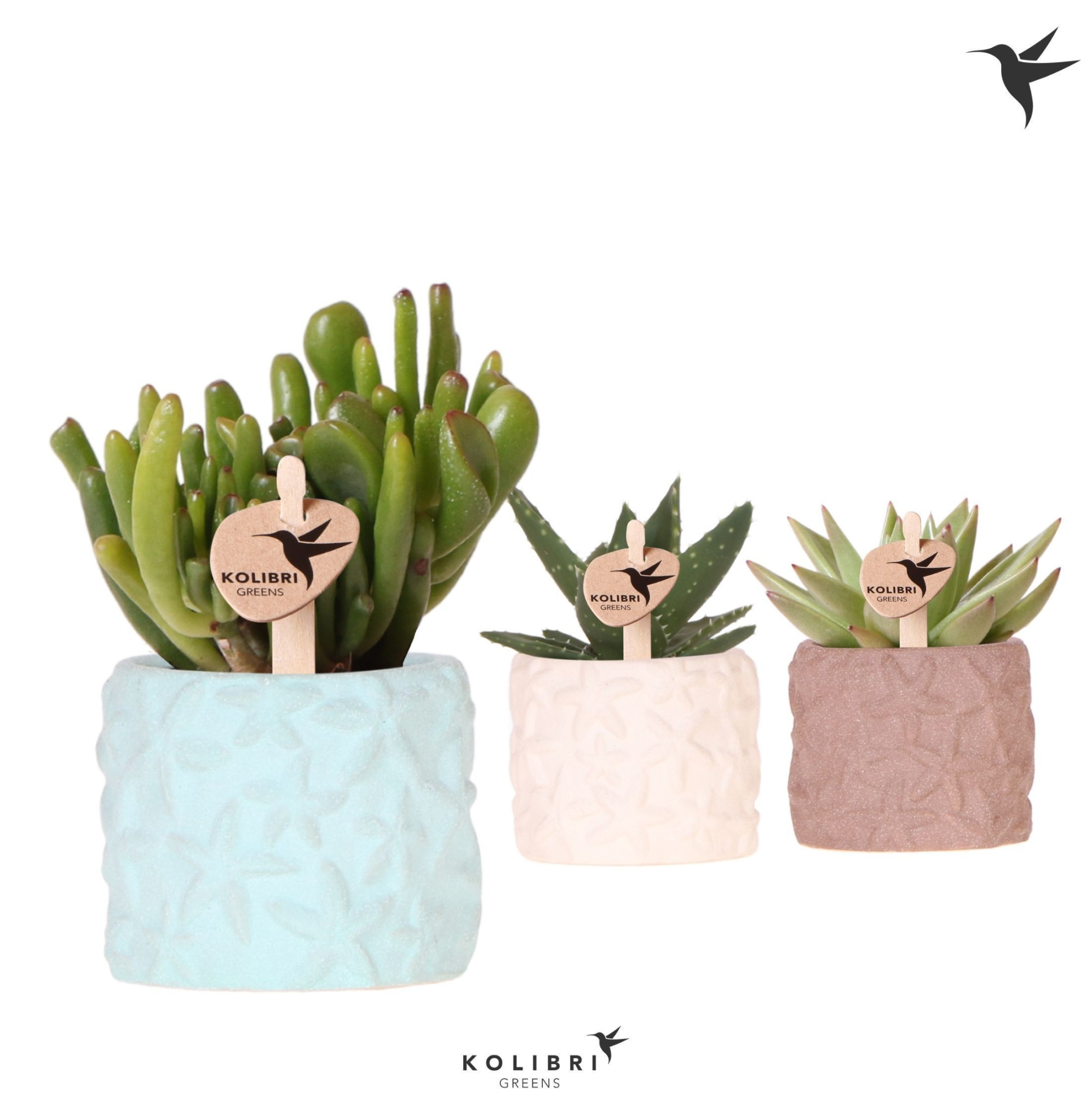 Kolibri Greens Succulenten mix in Star Fish pot mix, D 6 cm