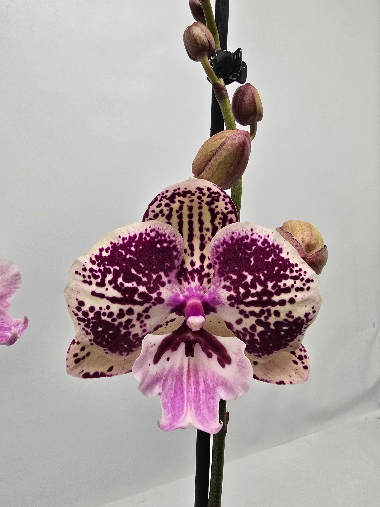 Limited 20 week 43, D 12 cm