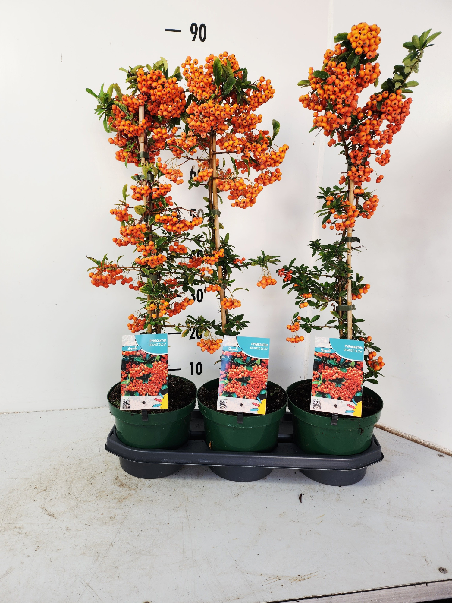 Pyracantha Orange Glow, D 19 cm